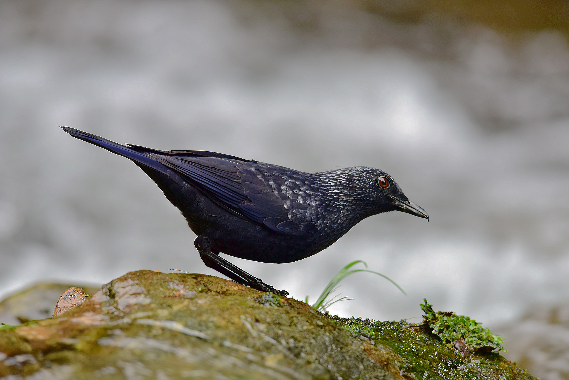 D8I_5208.jpg