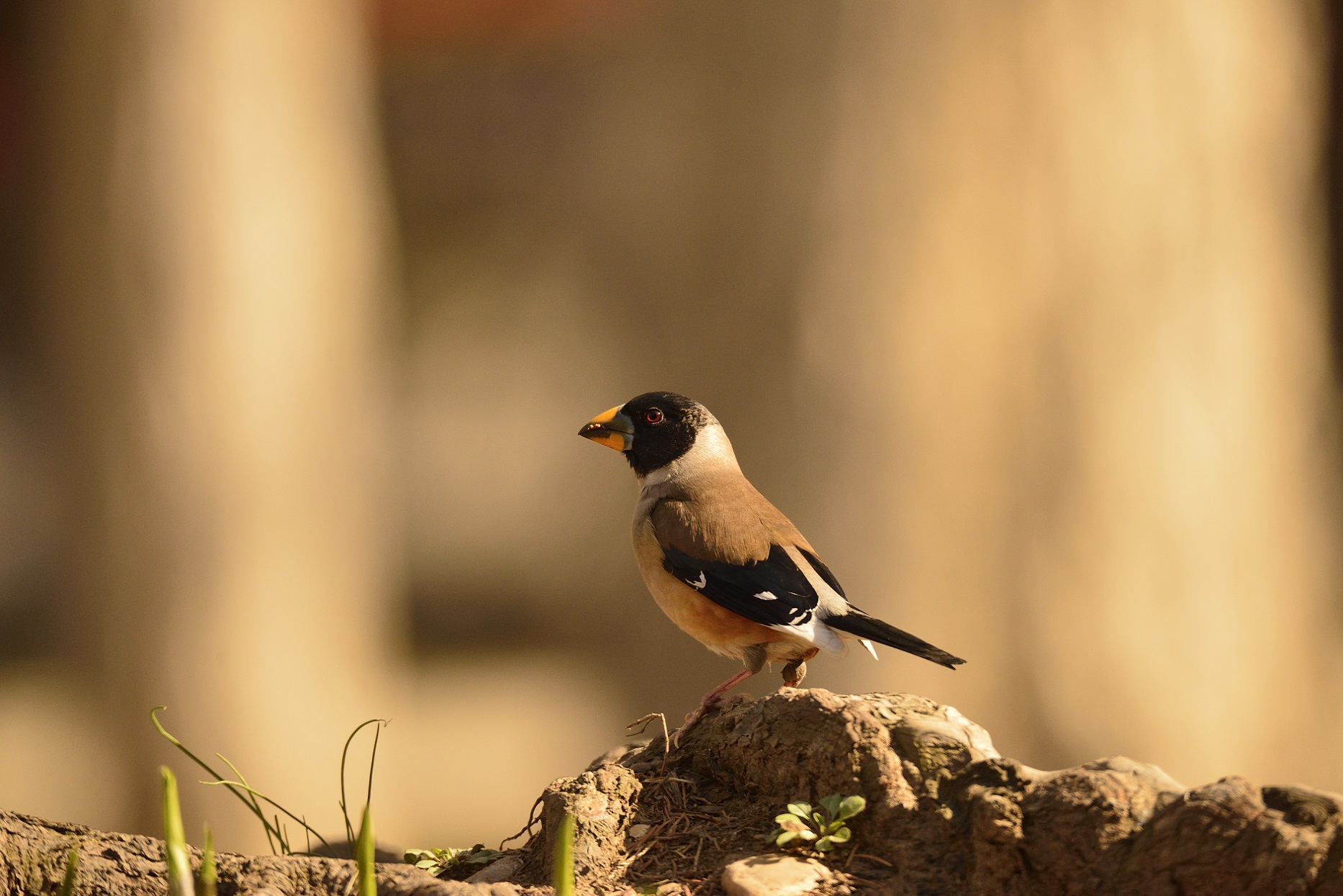 _DSC7473_00001.jpg