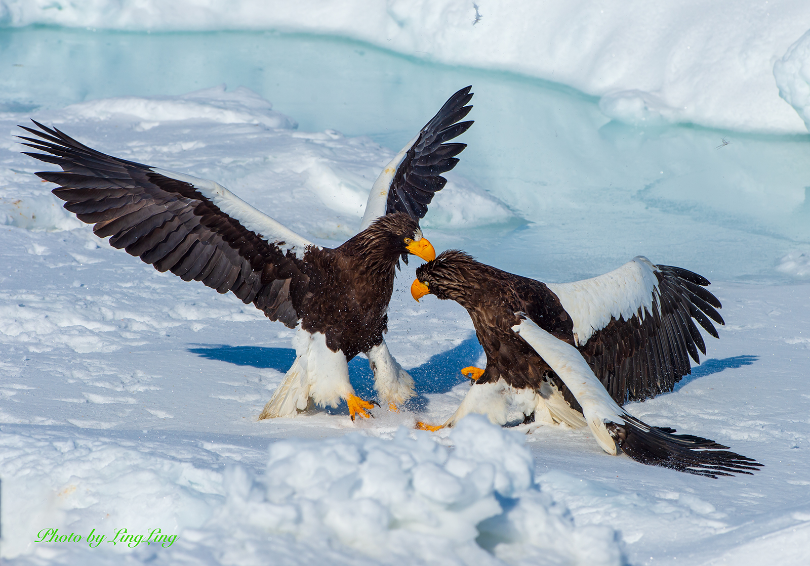 DSC_6775.jpg