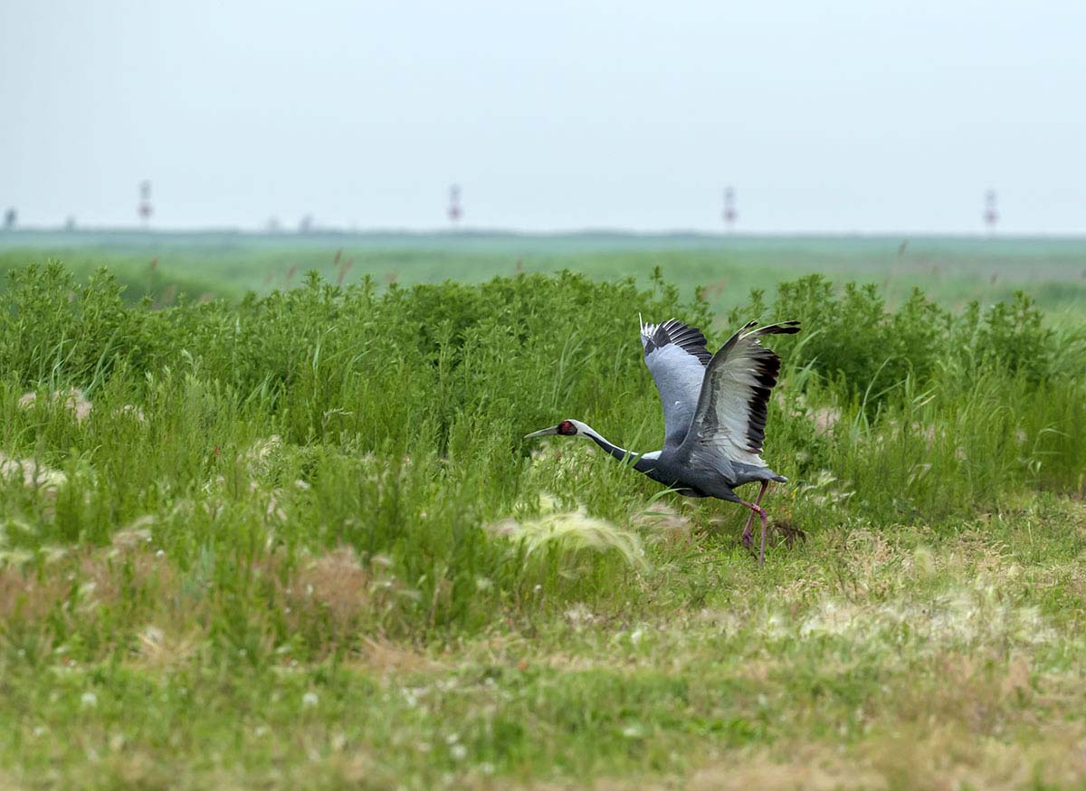 _DSC1075 - ����.jpg