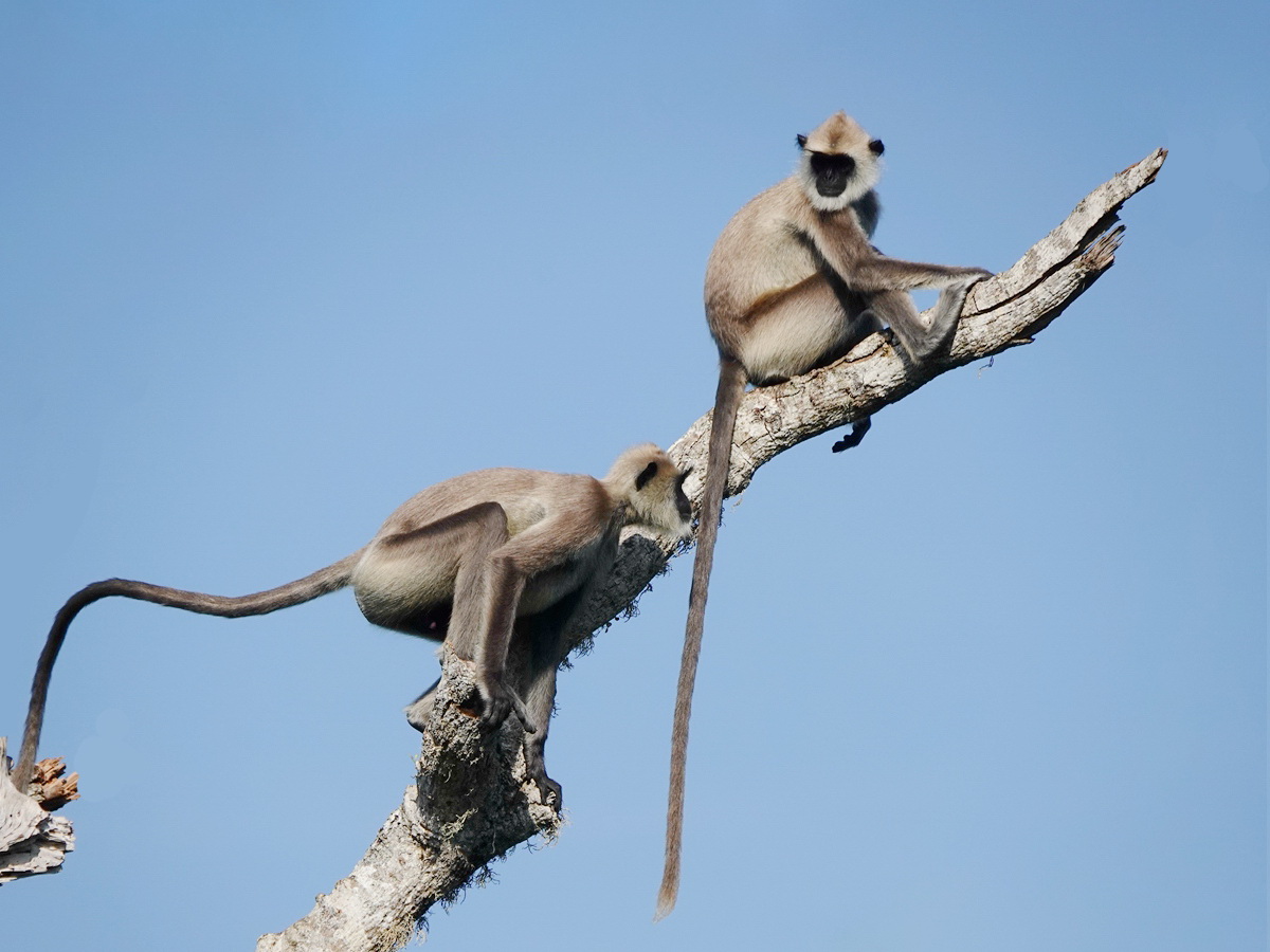 Semnopithecus entellus_������_2020��01��15��_����.jpg