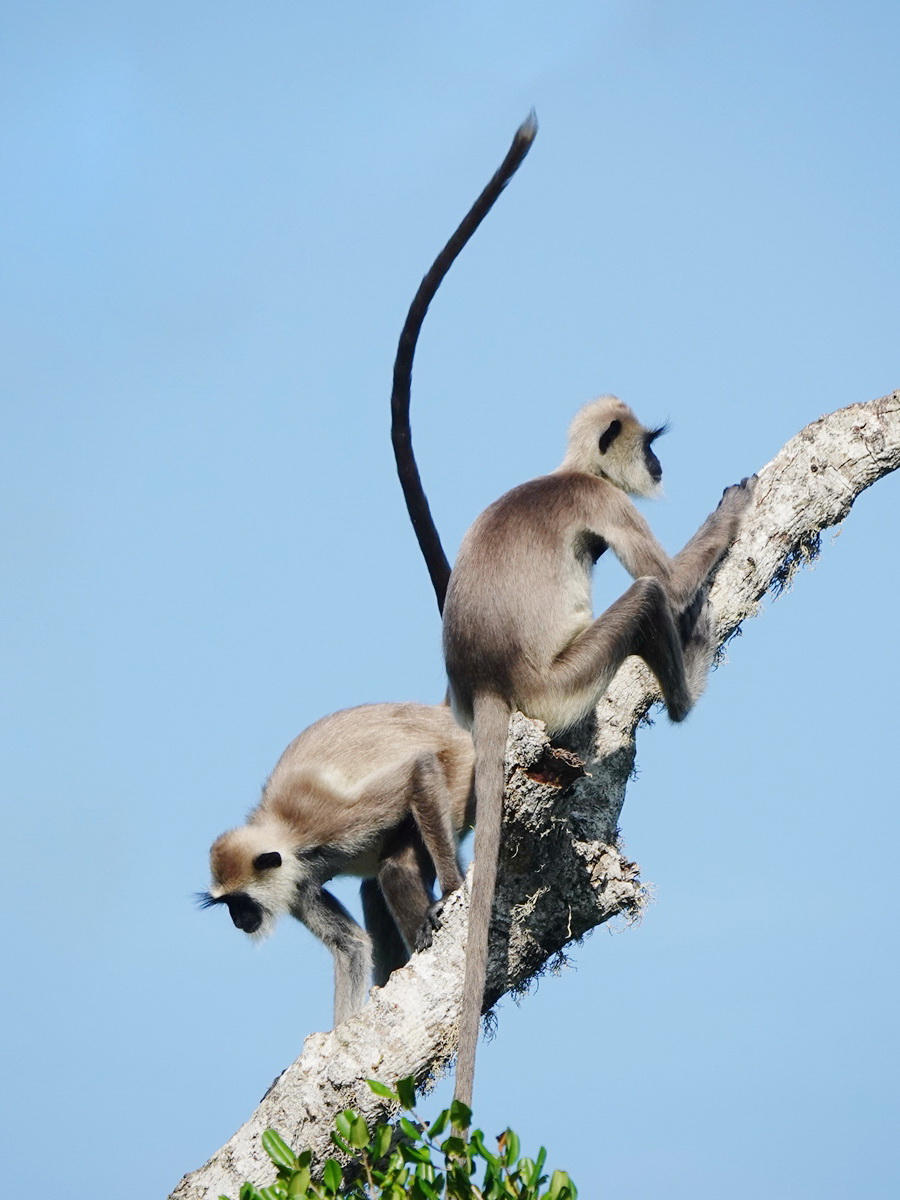 Semnopithecus entellus_������_2020��01��15�� (2)_����.jpg