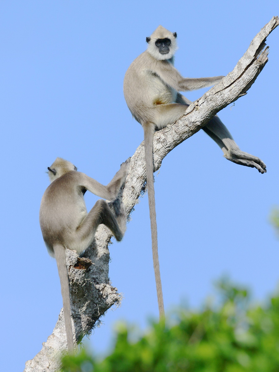 Semnopithecus entellus_GAO Xianming Alsages_2020��01��15�� (3)_����.jpg