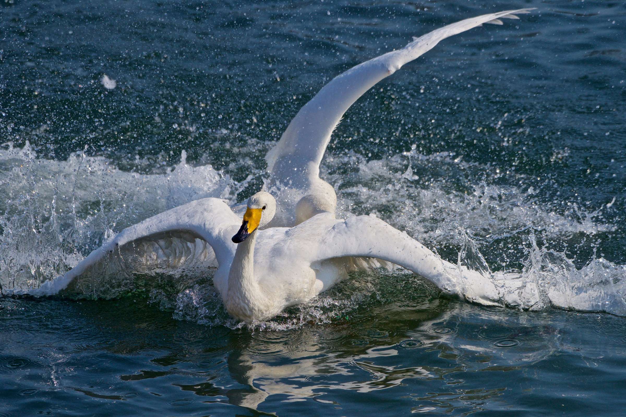 DSC_8132.jpg