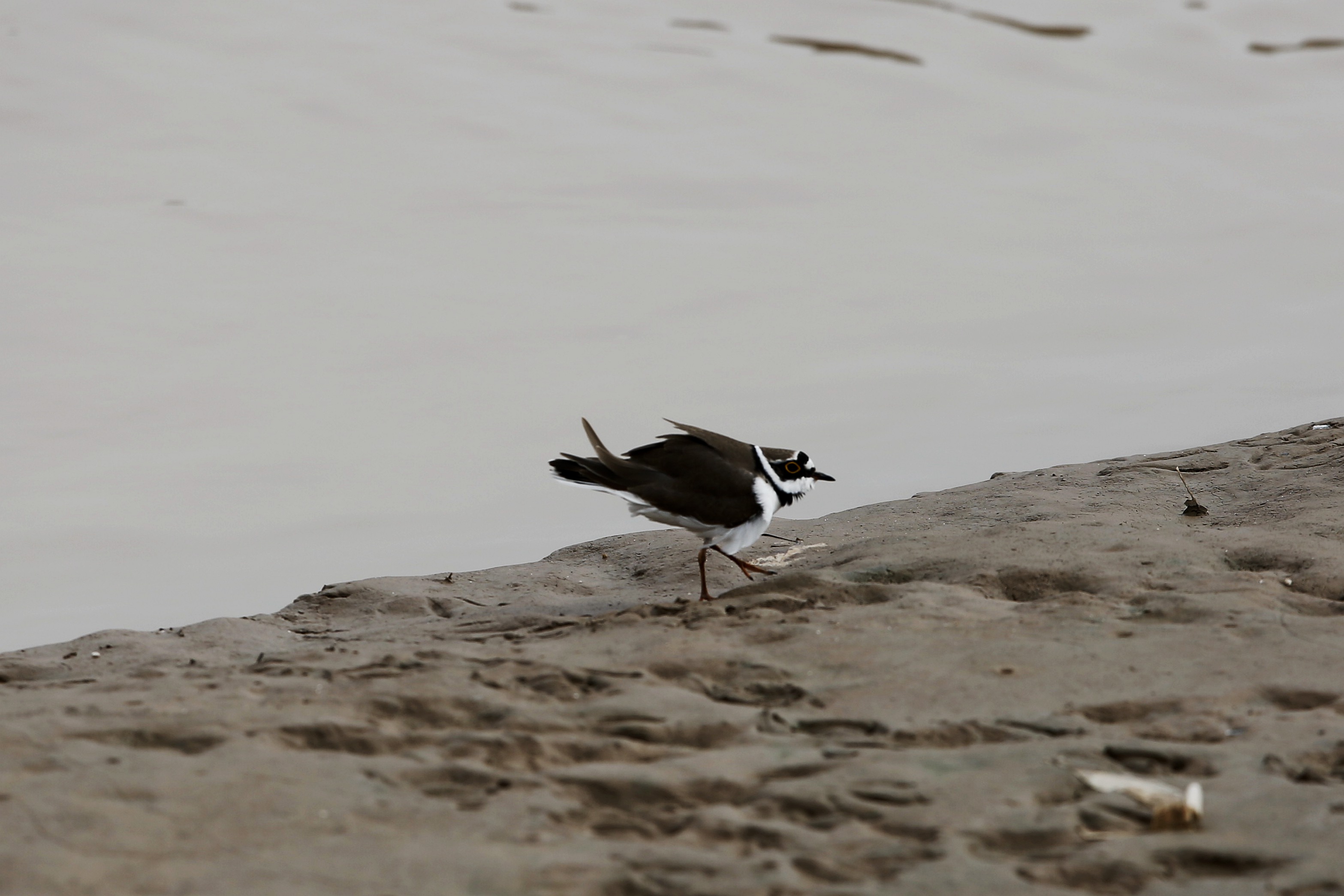 _MG_0048.JPG