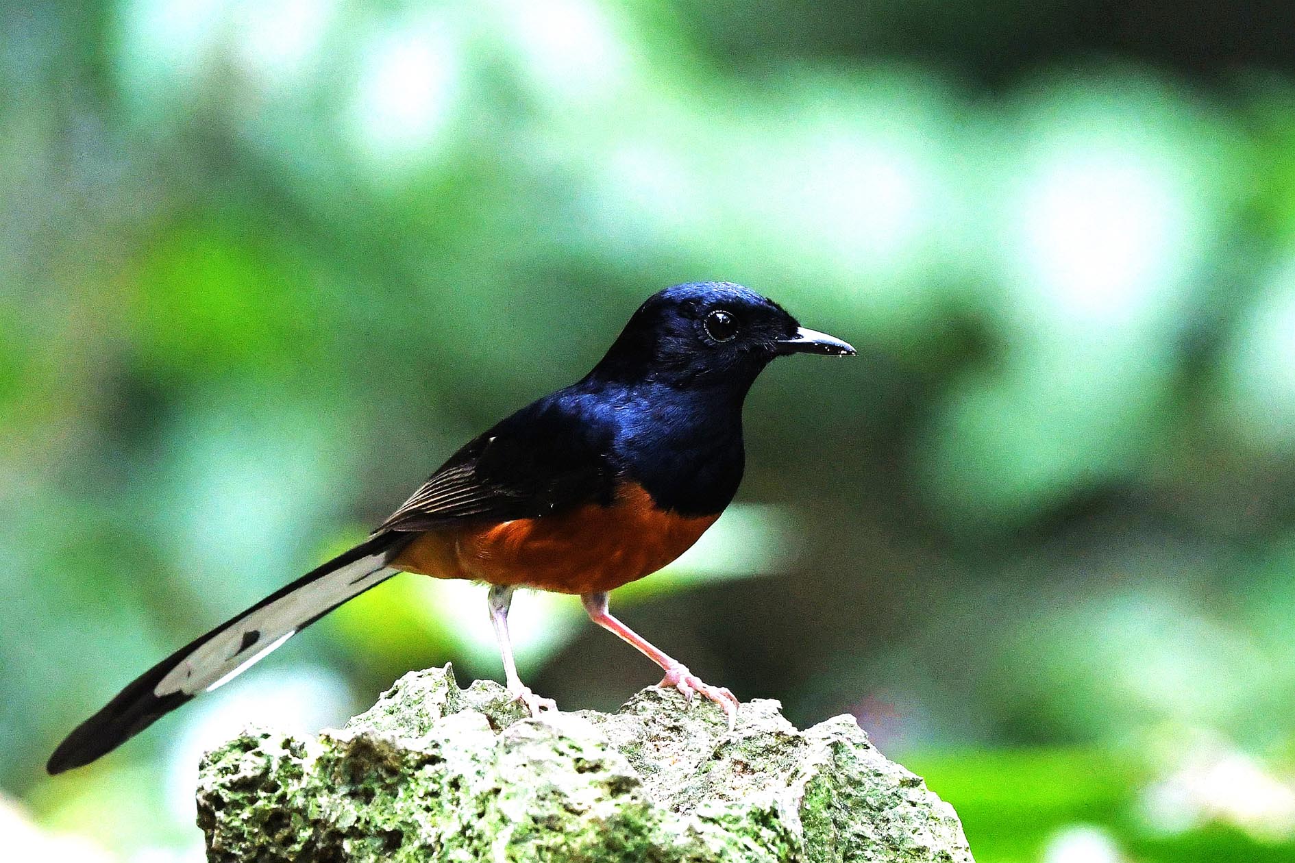 NIKON D500880_����.jpg