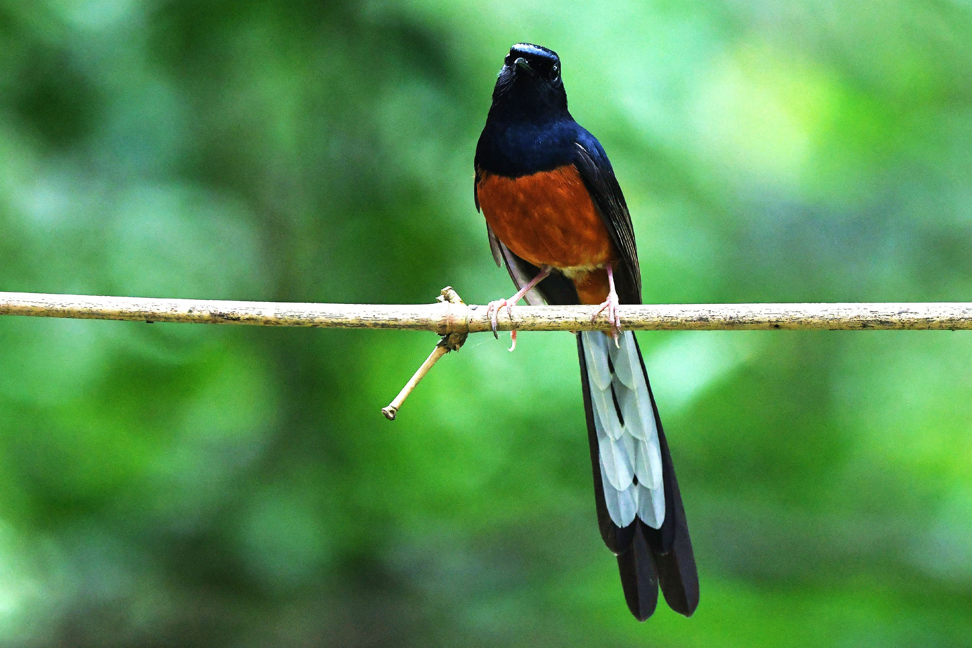 NIKON D5001046_����.jpg