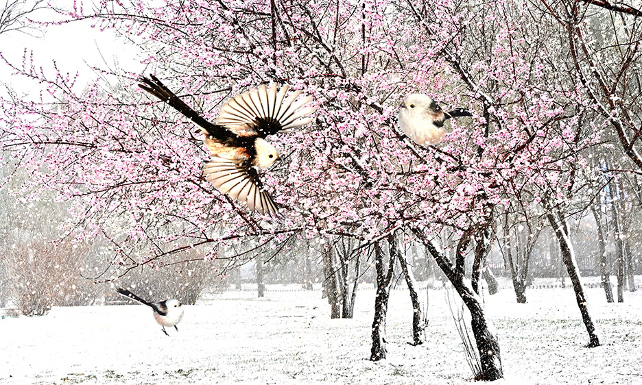 5.��ѩӭ��-����βɽȸ5249AM2.jpg