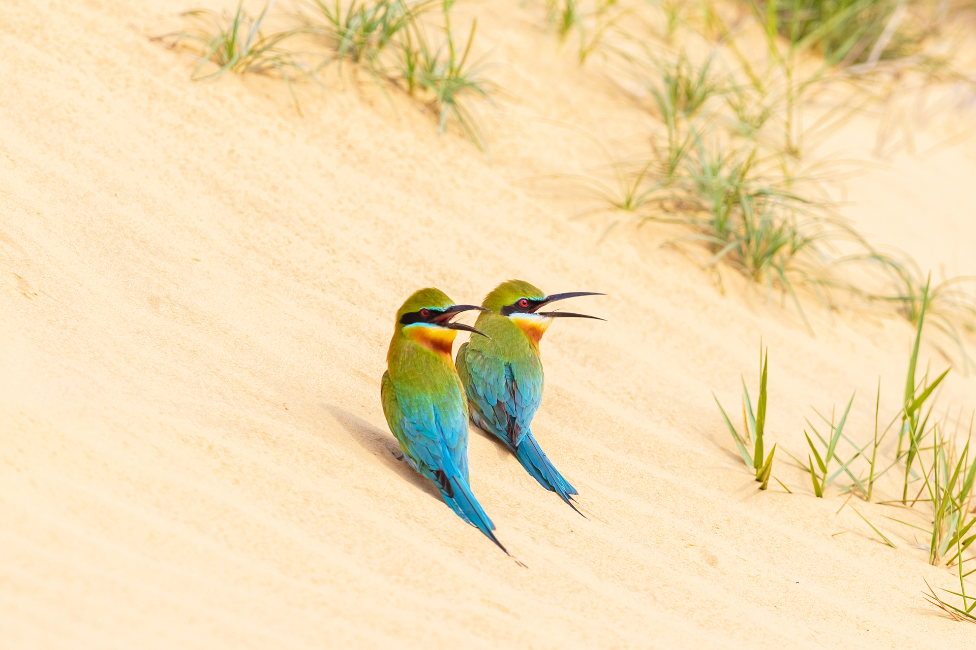 BP1I9794-2 ����.jpg