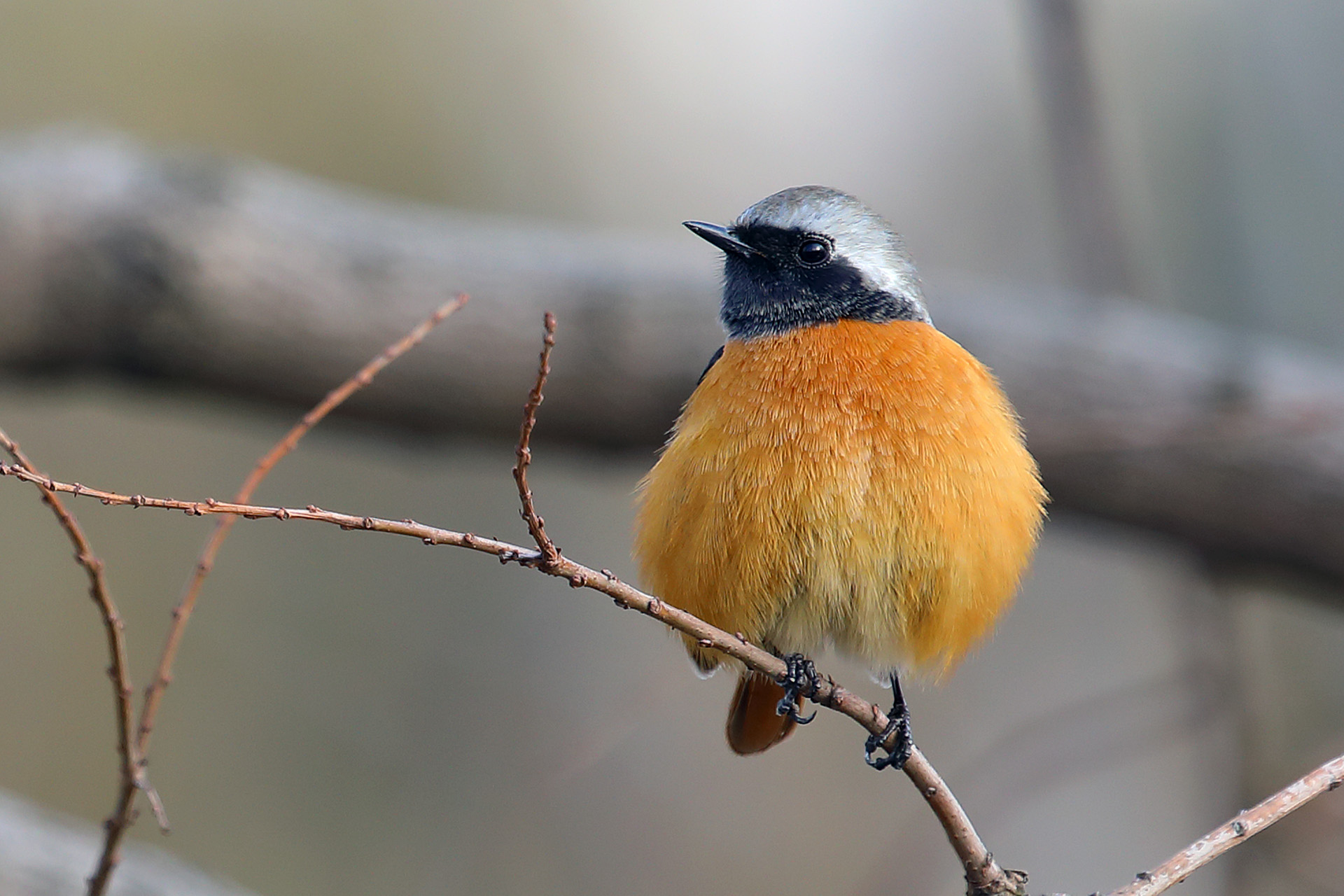 ����β�����