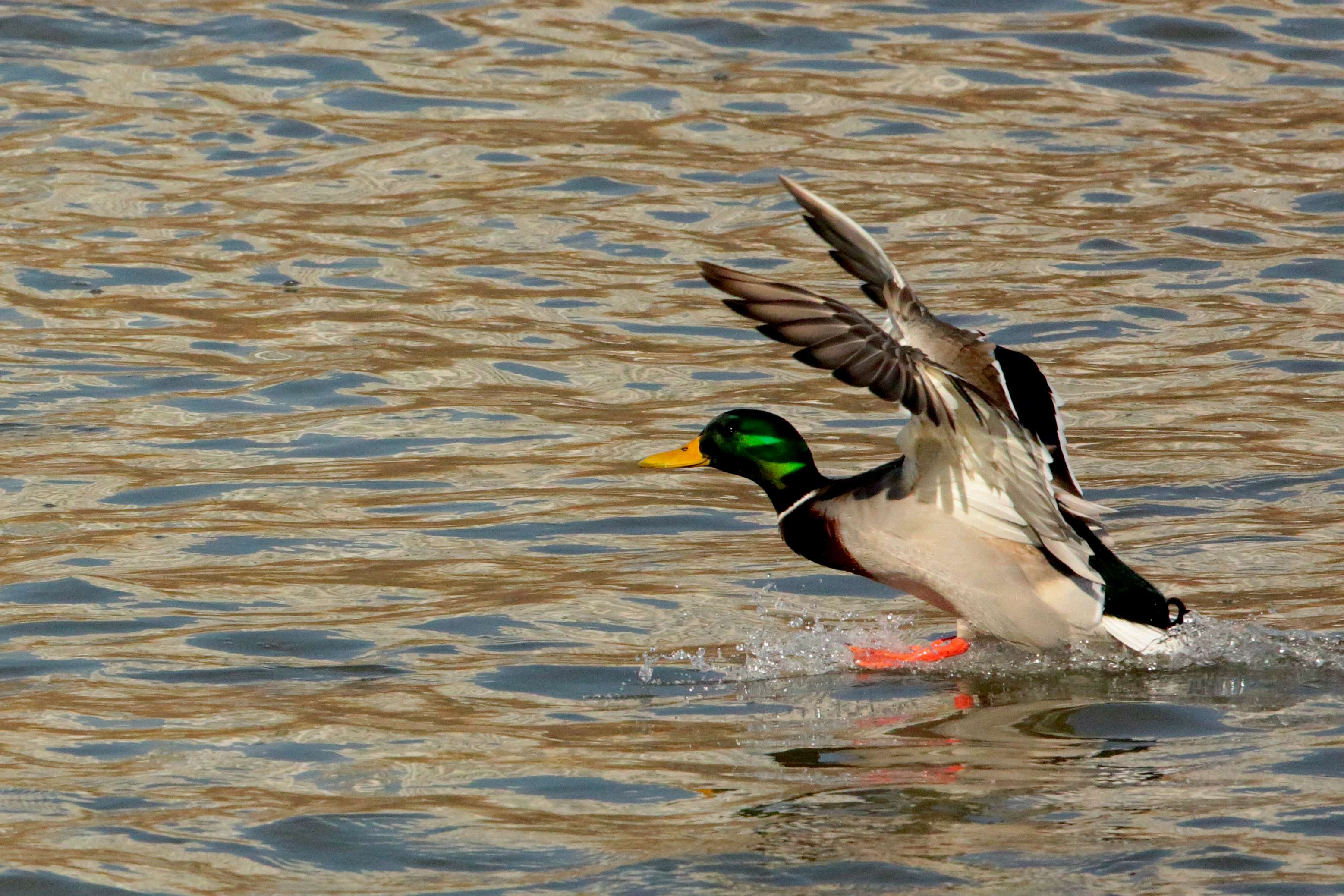 ��ͷѼ - ����_����.jpg