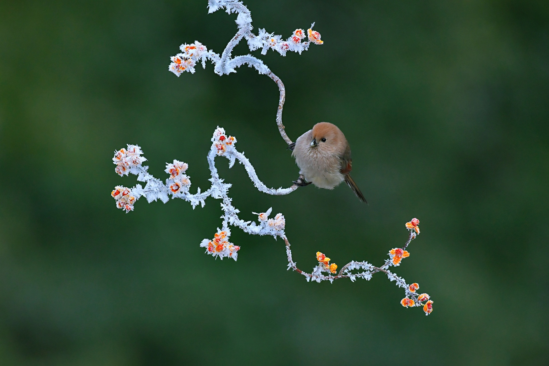 ������֦