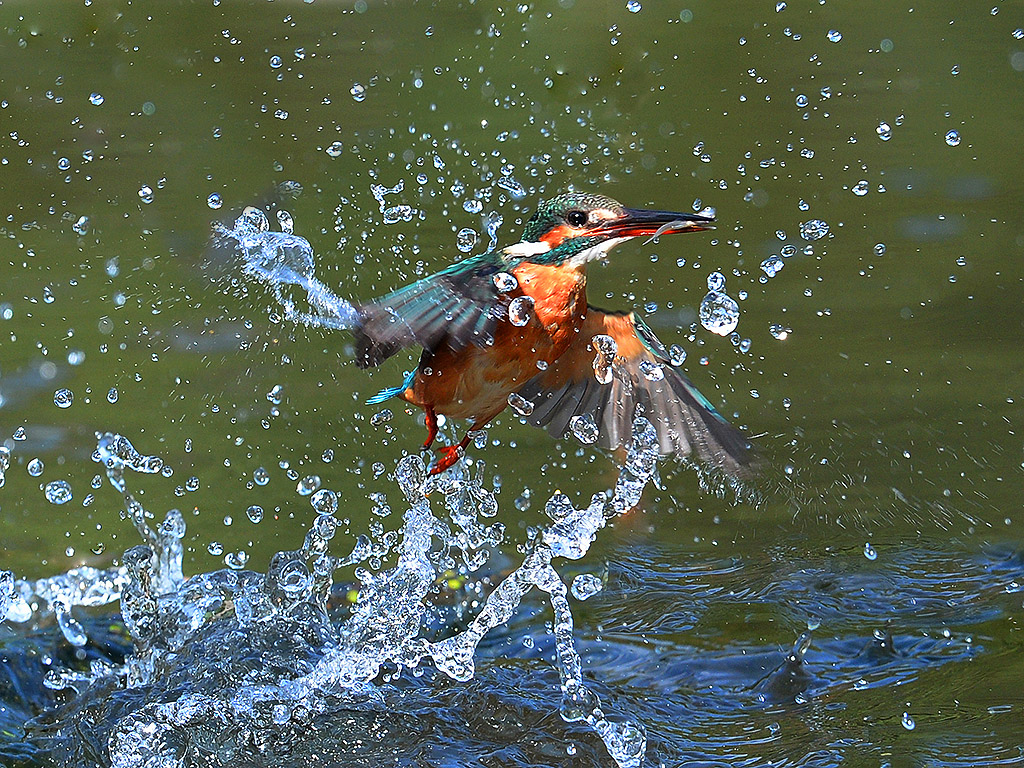 DSC_8782 - ����.JPG