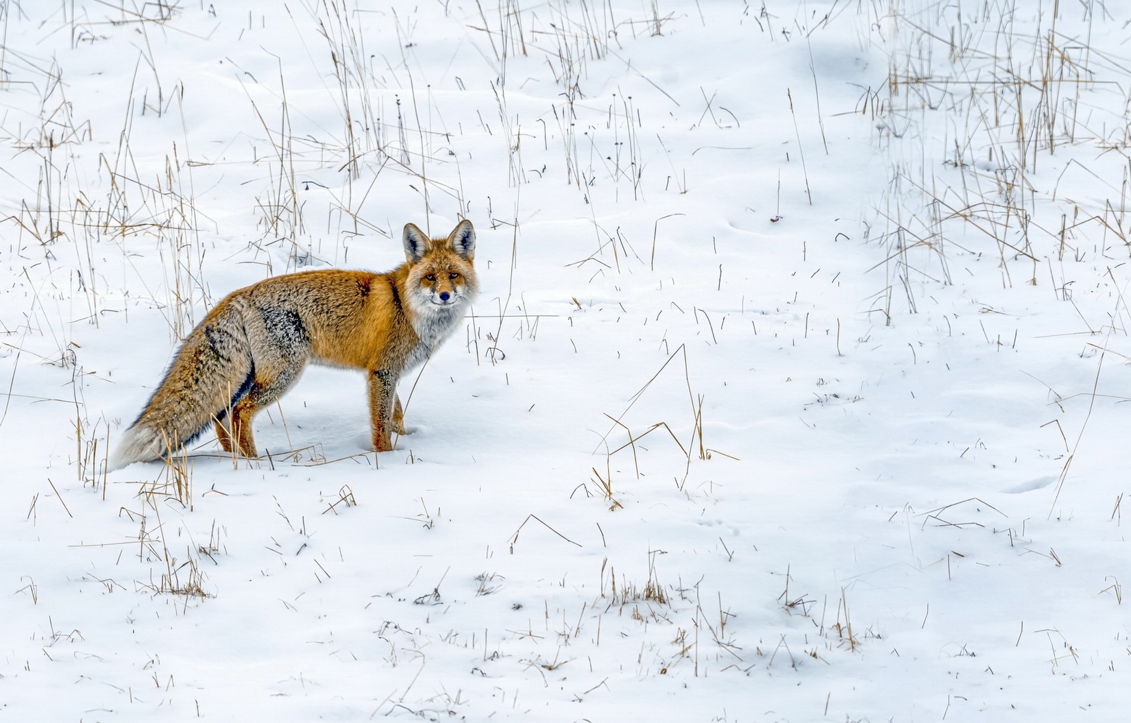 ��� (526)-1-1.jpg