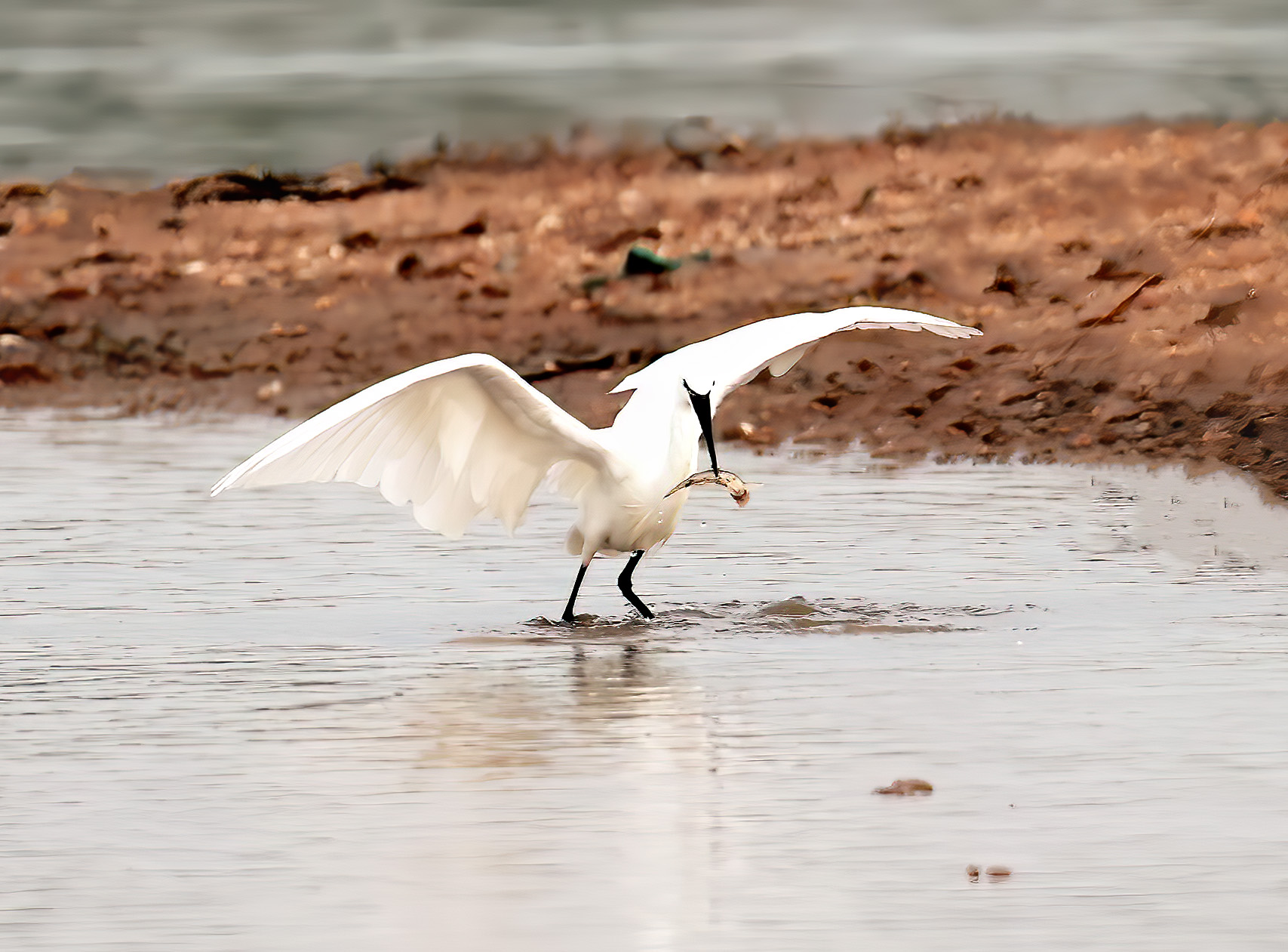 һ������Ĵ���˫�ᣬ�˷ܼ�������