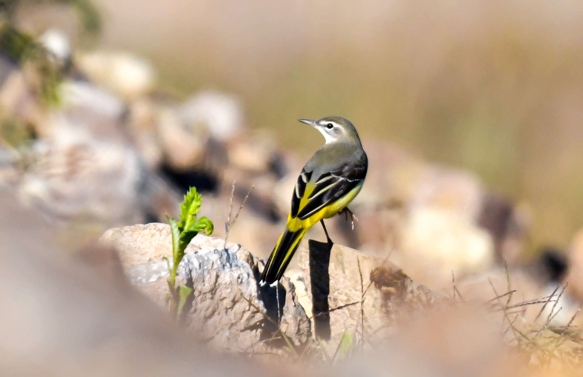 ����һ�ư�����