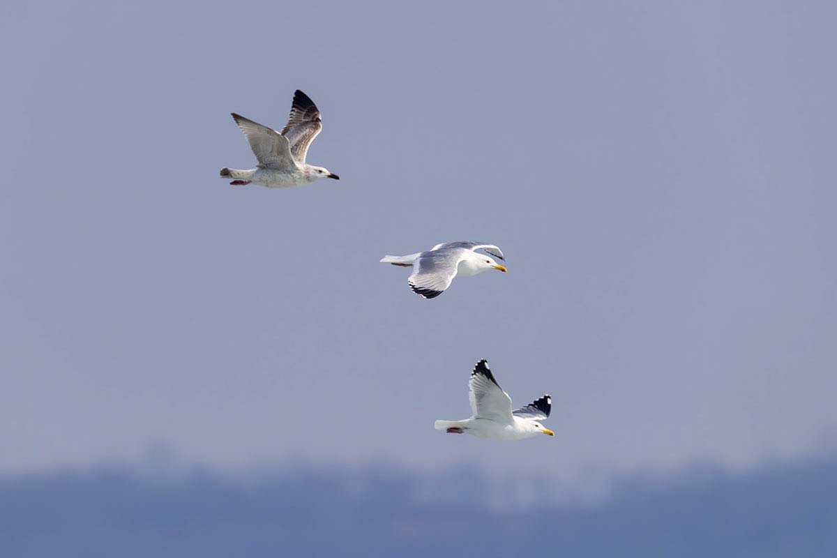 _DSC0367-.jpg