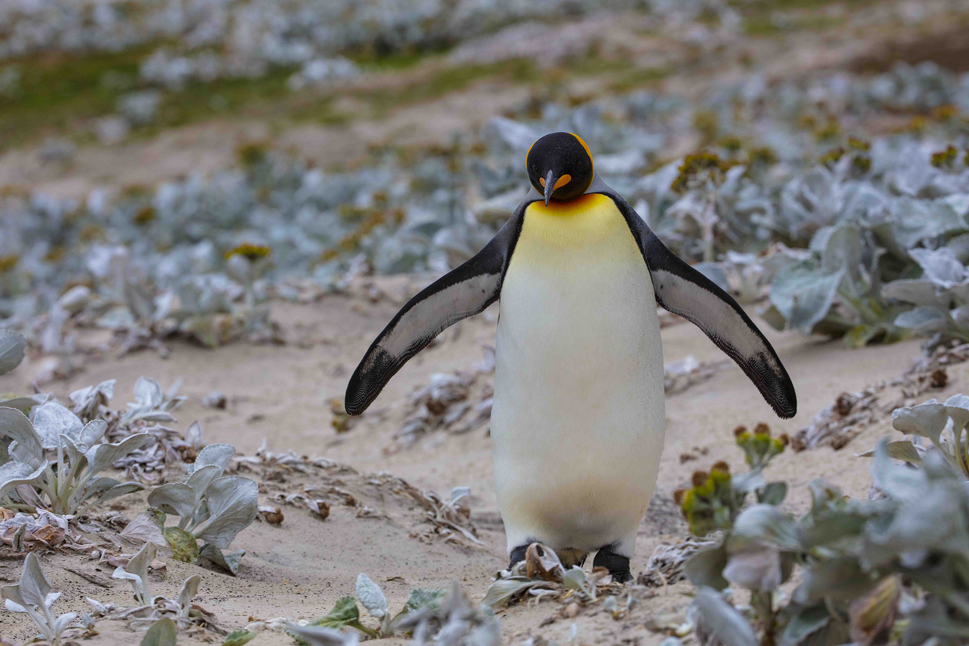 南极企鹅一王企鹅