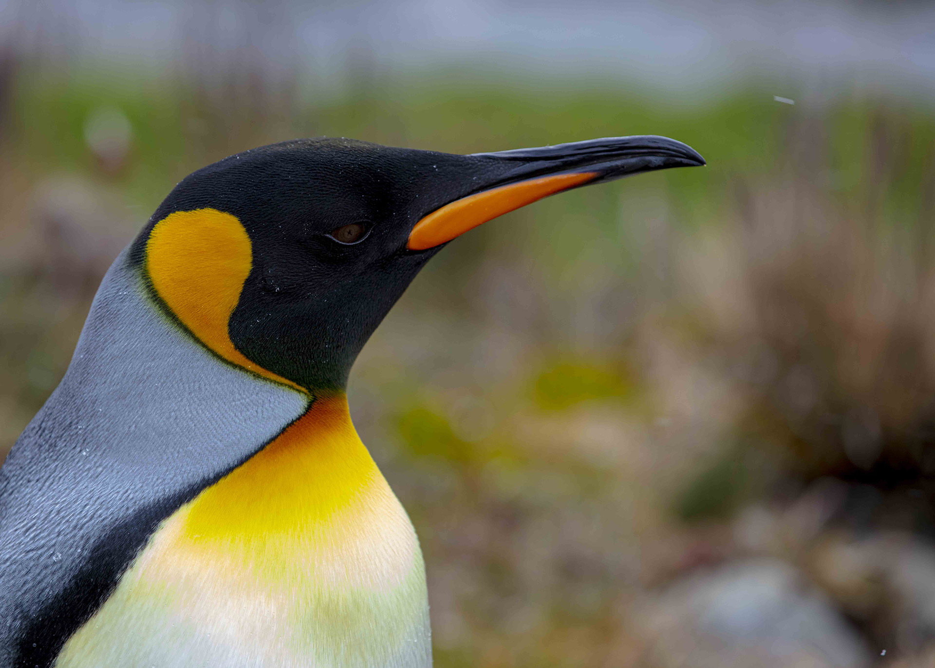 南极企鹅一王企鹅