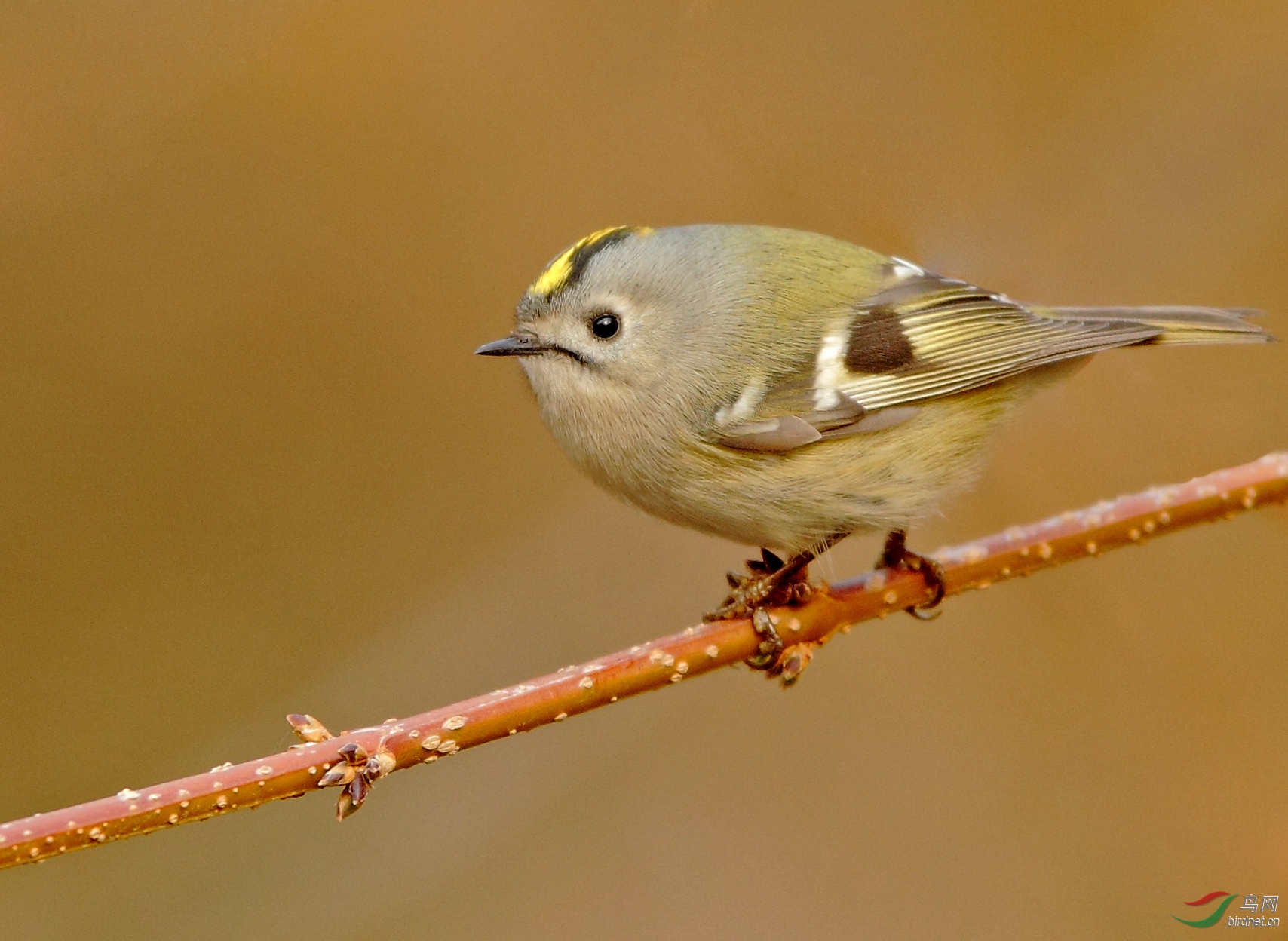 �����  ��ʦ������ɽ��ʡΫ���в�����.jpg