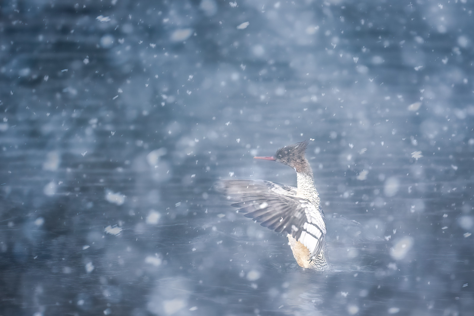 DSC_2797 ����_����.jpg