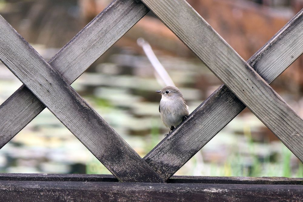 P1140979_����.jpg