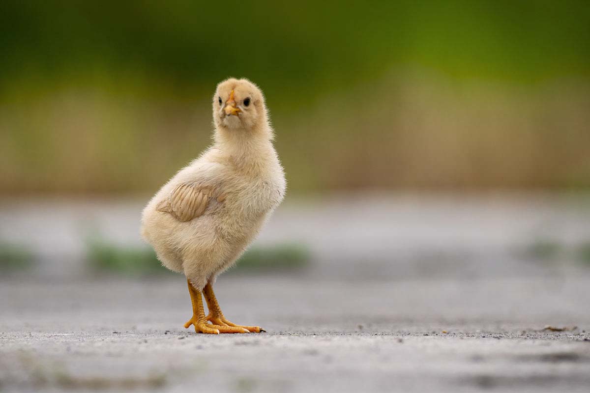 _DSC0915 - ����.jpg-.jpg