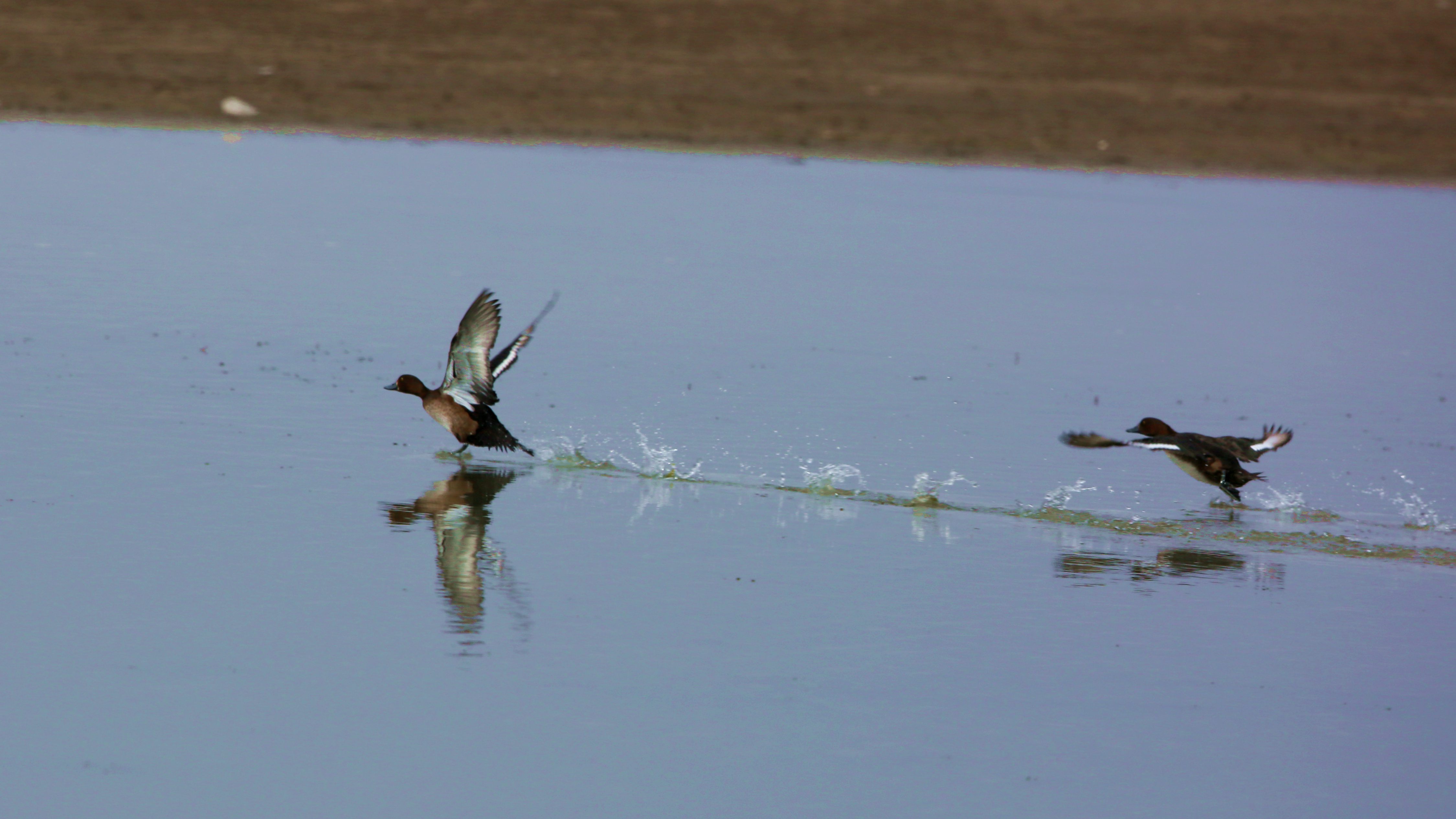 X39A0831 - ����.JPG