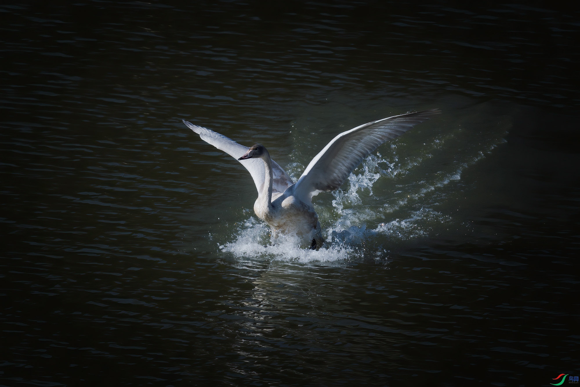 _DSC2237a ����.jpg