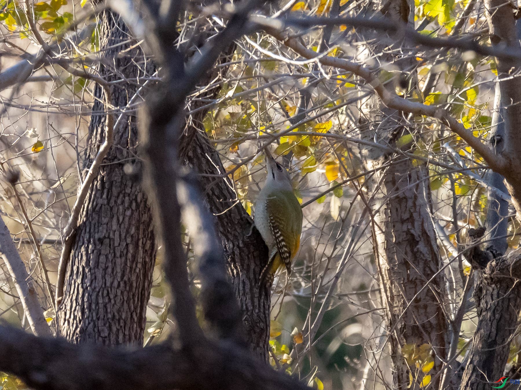 Ѱ�Ҳ���������ľ��