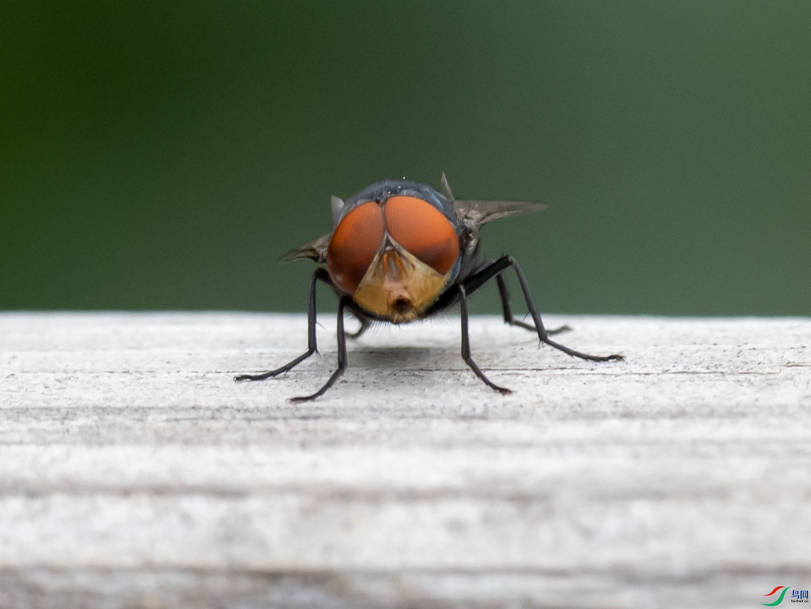 ��Ӭ�ĸ���