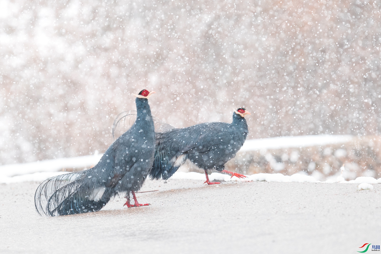 DSC_5044 ����_����.jpg