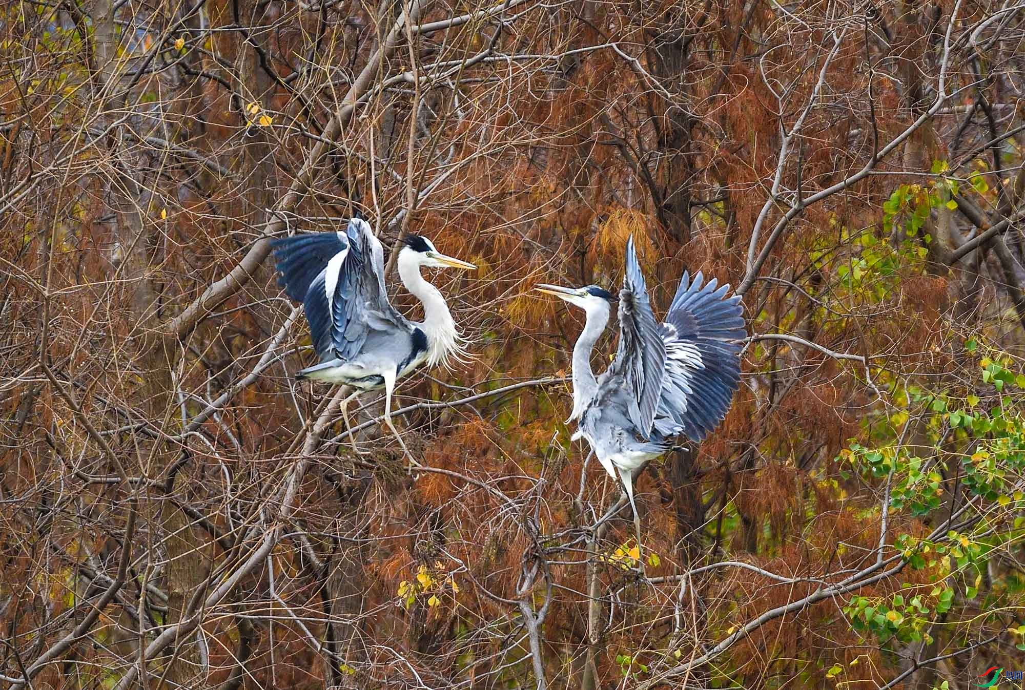DSC_9867.jpg