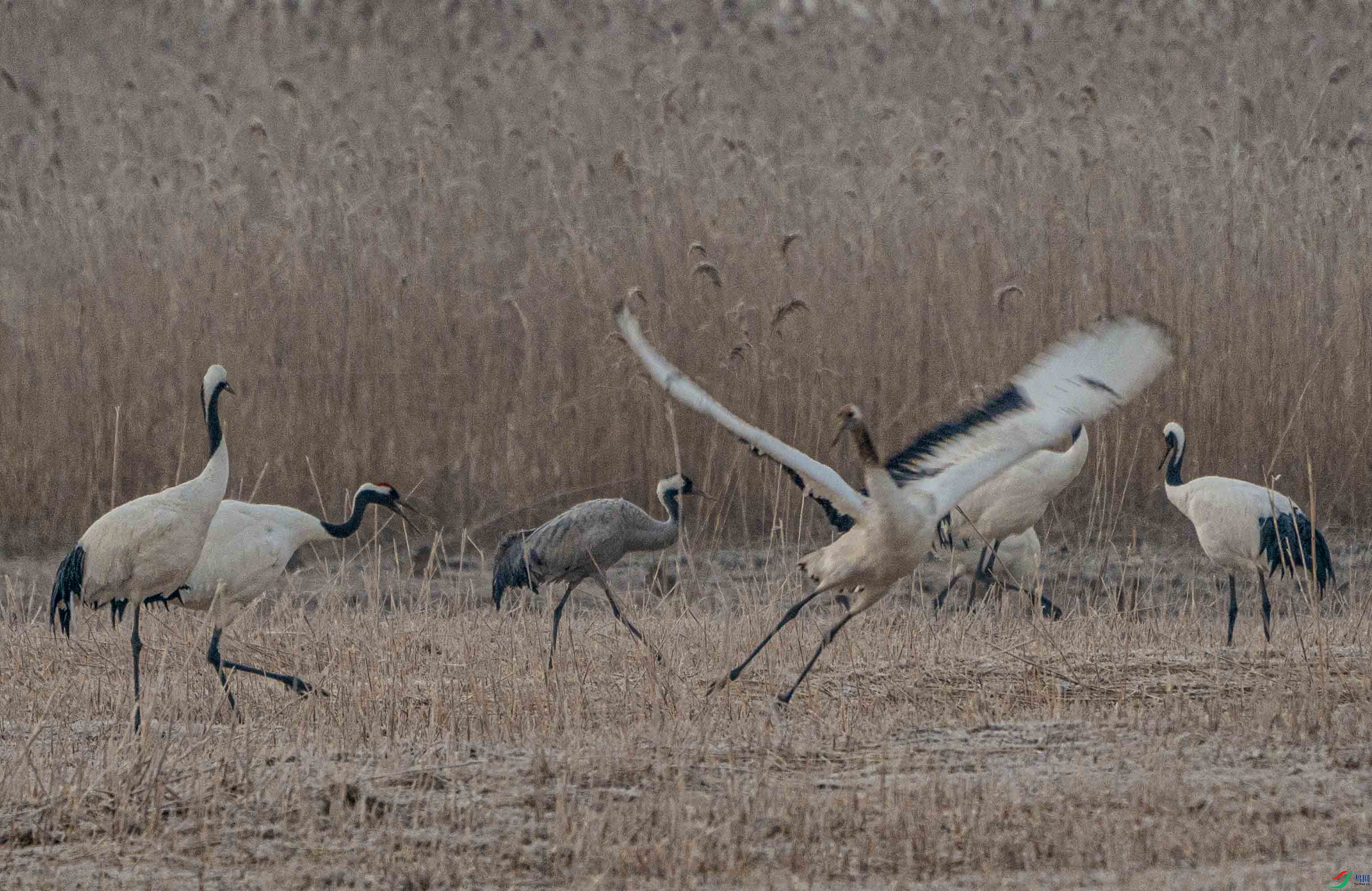 _DSC7395-.jpg