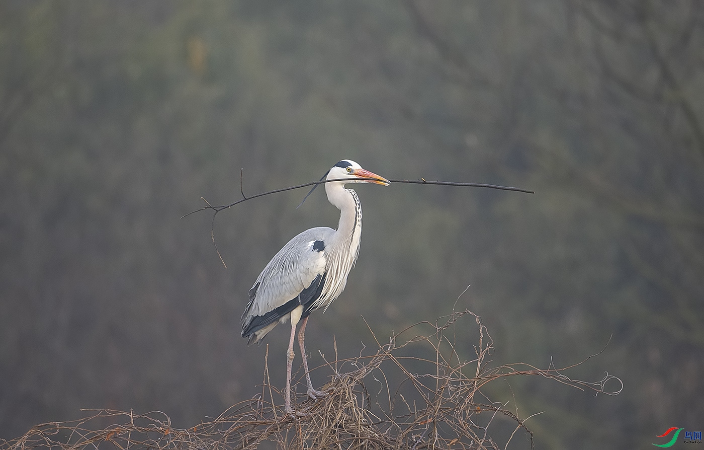 �δ����ң�