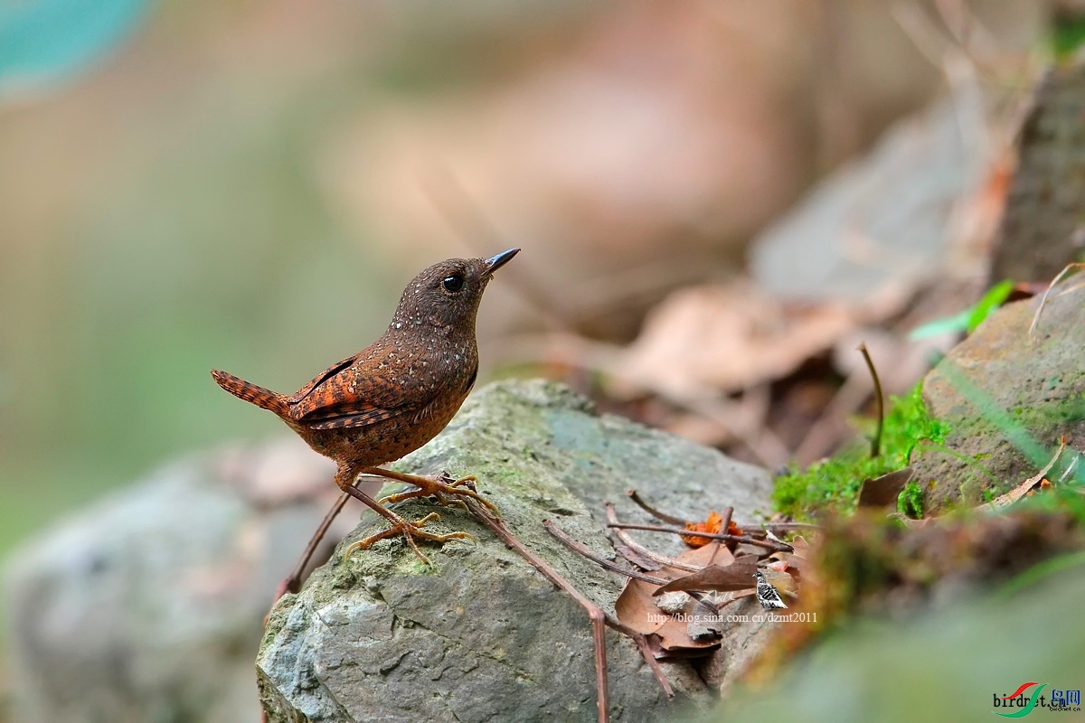 ����������  ��ʦ�����ڸ���ʡ������.jpg