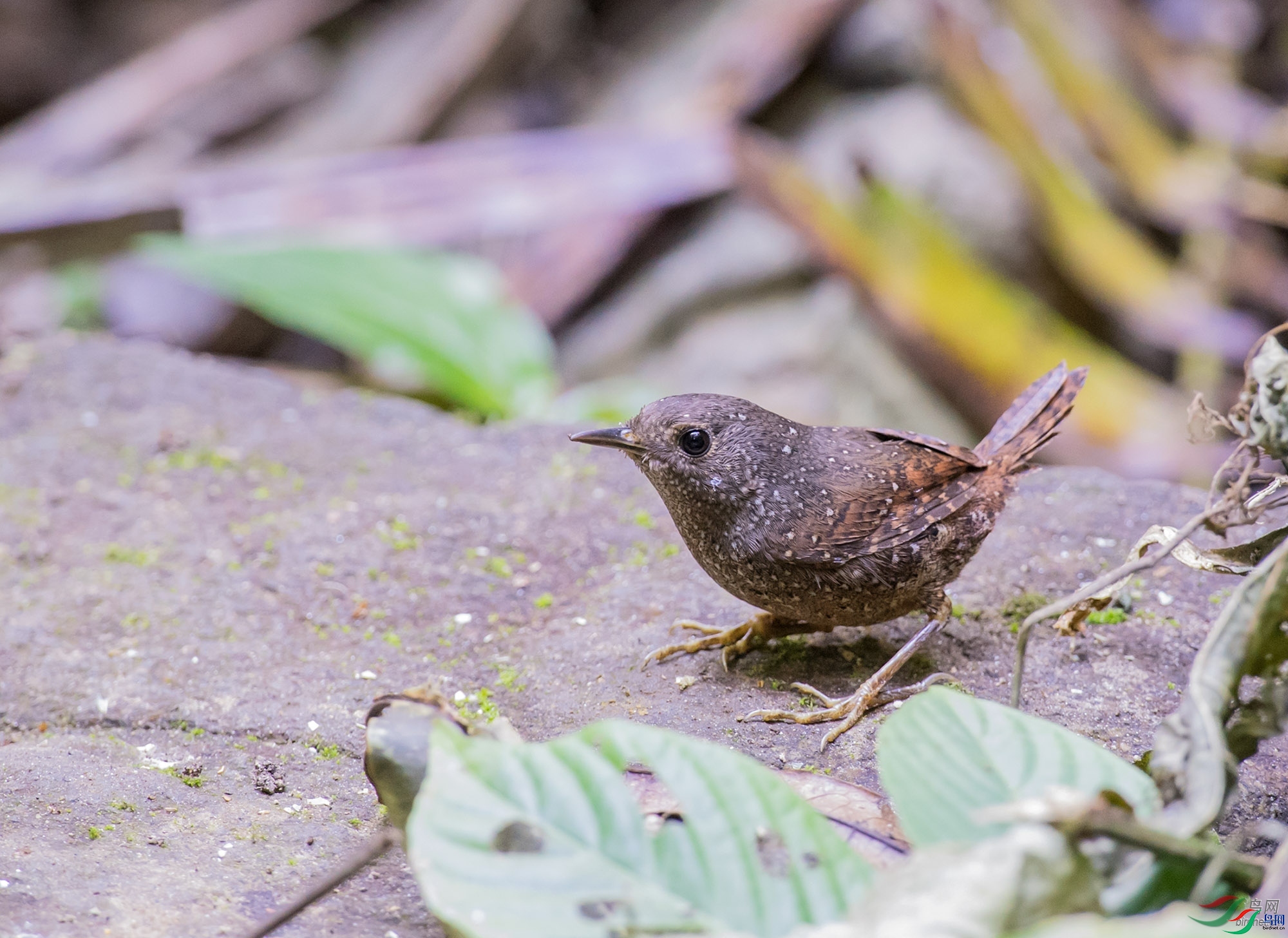 ƮƮ��  ��ʦ����������ʡ�º���徰����������.jpg