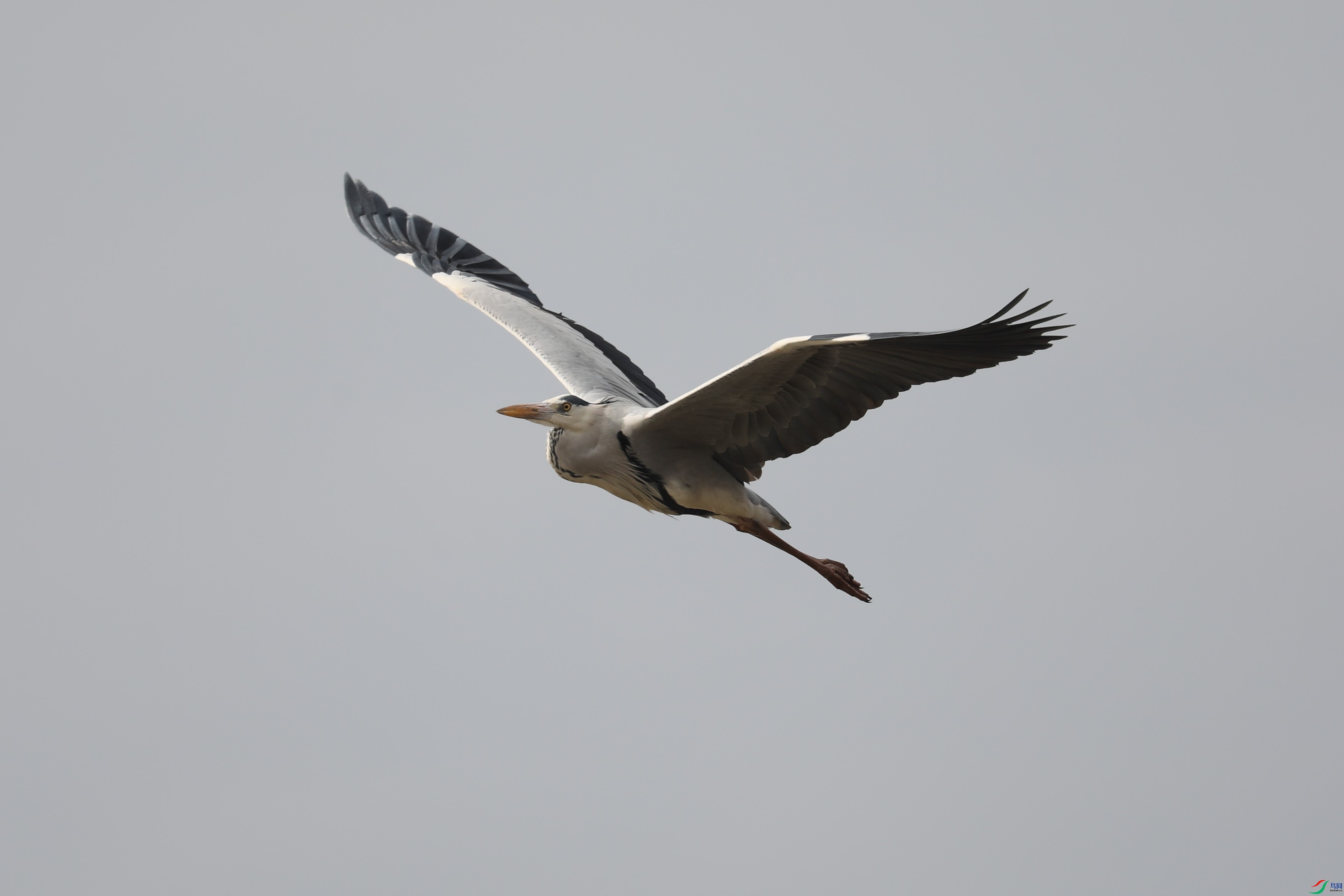 BL7A5911.JPG