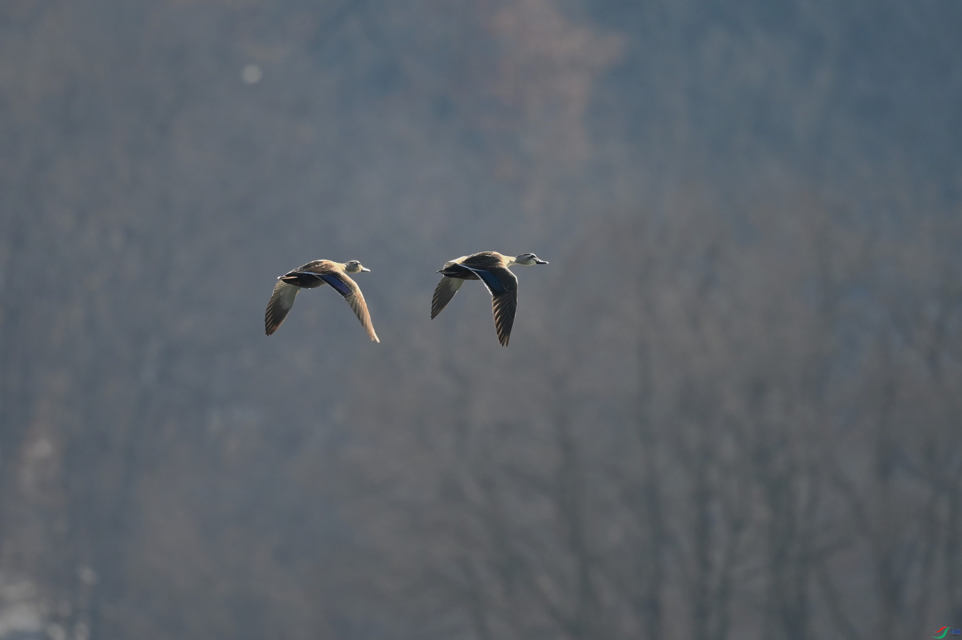 DSC_7630.jpg