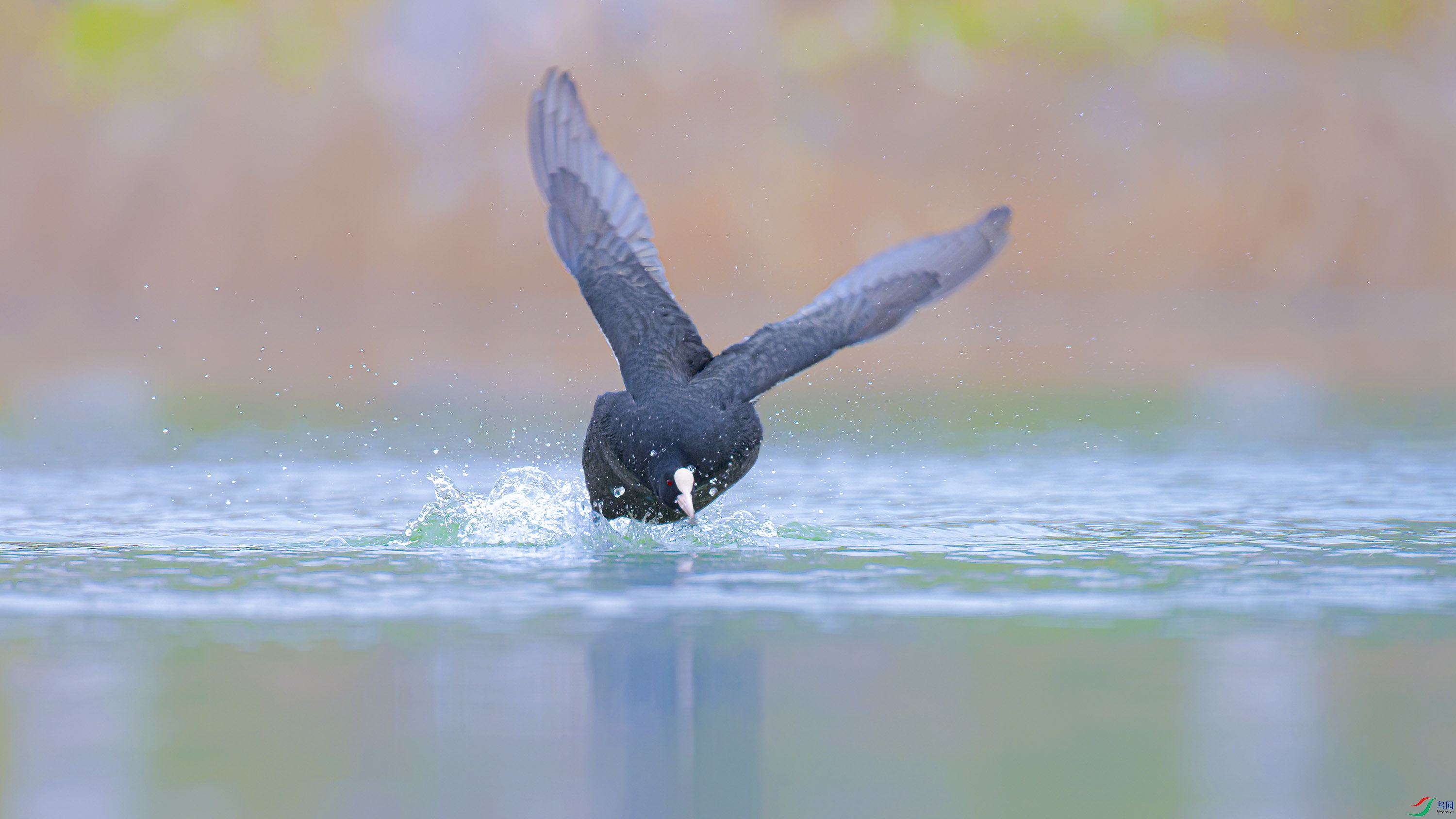 _DSC4216_DxO.jpg