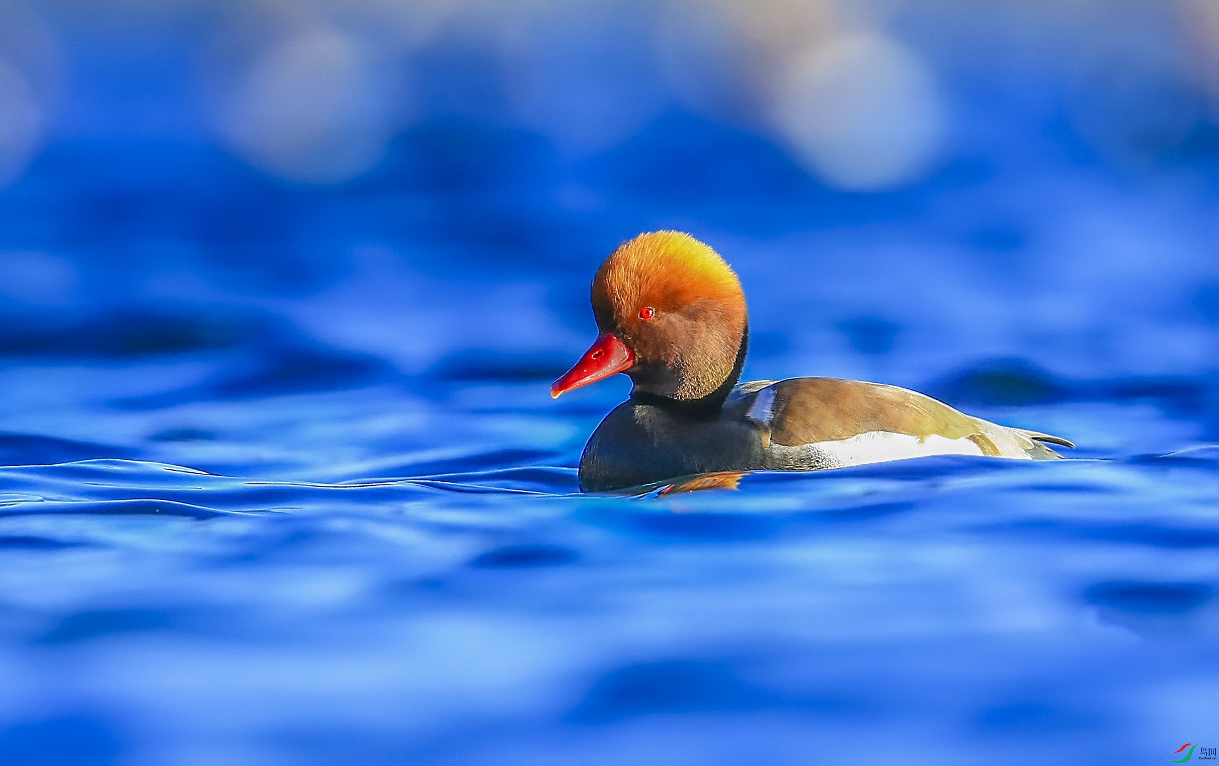 ������ (15)-.jpg