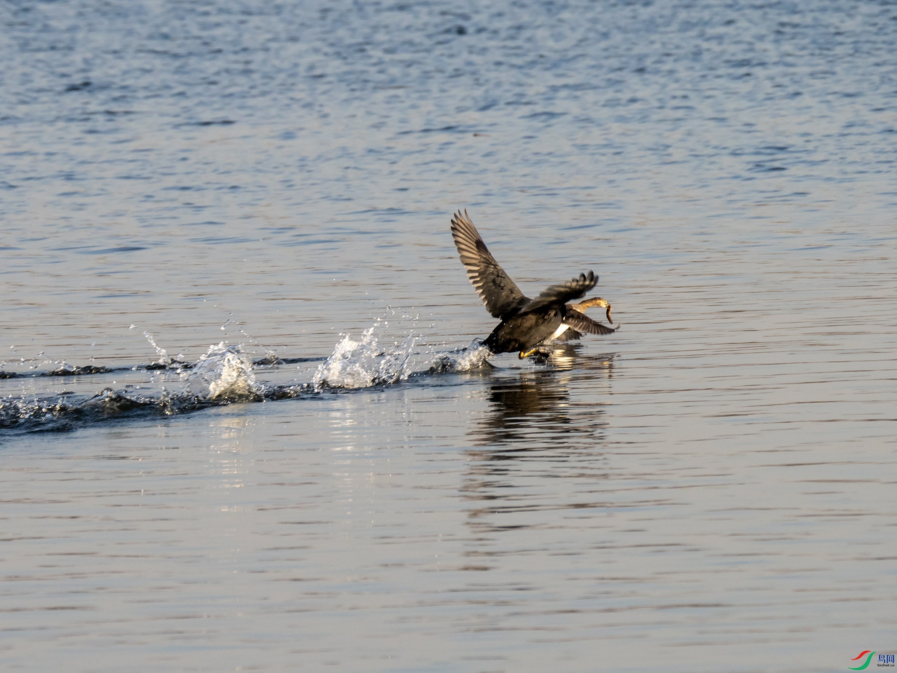 �׹Ƕ�����Сpt