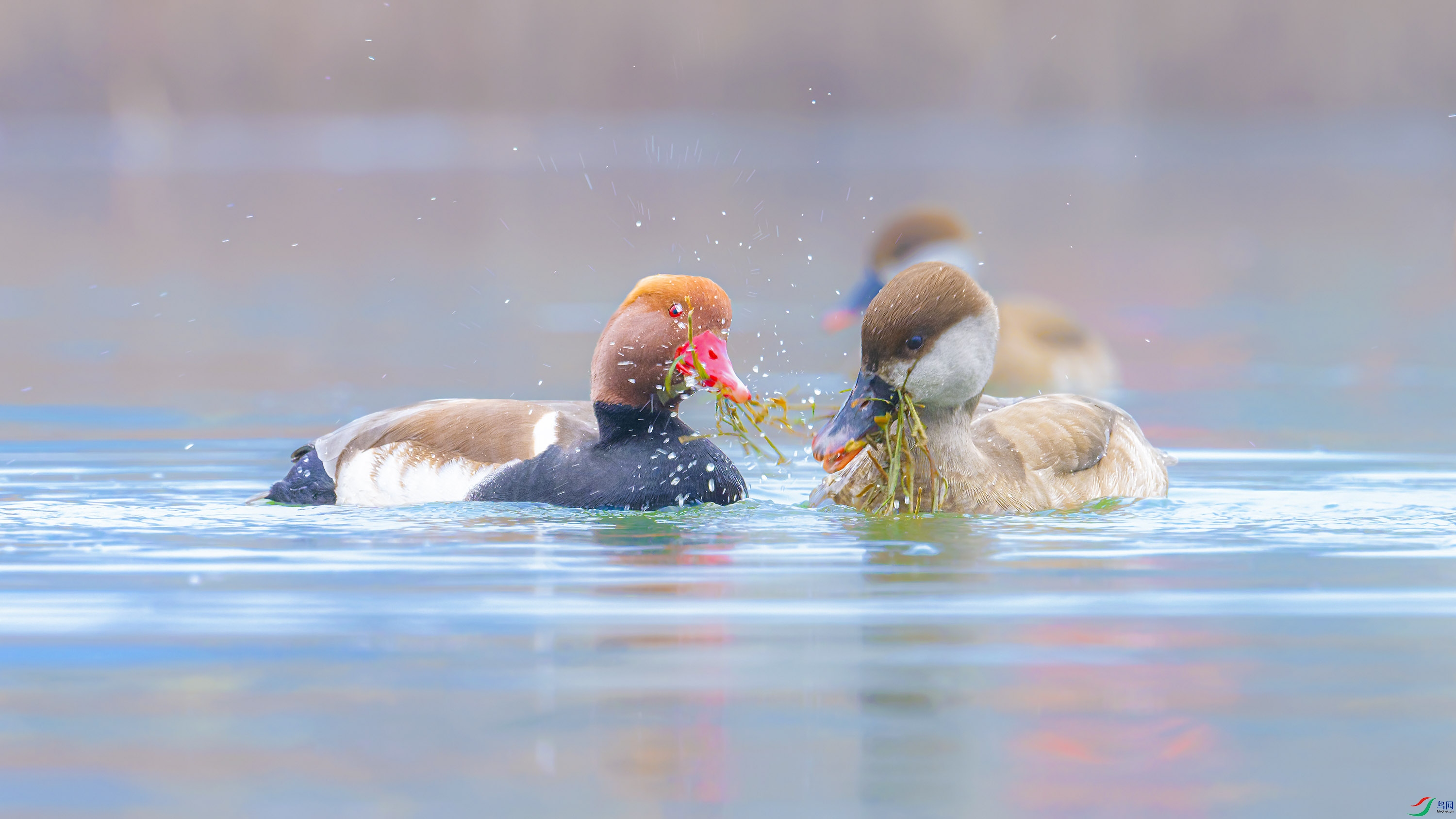 _DSC1186_DxO.jpg