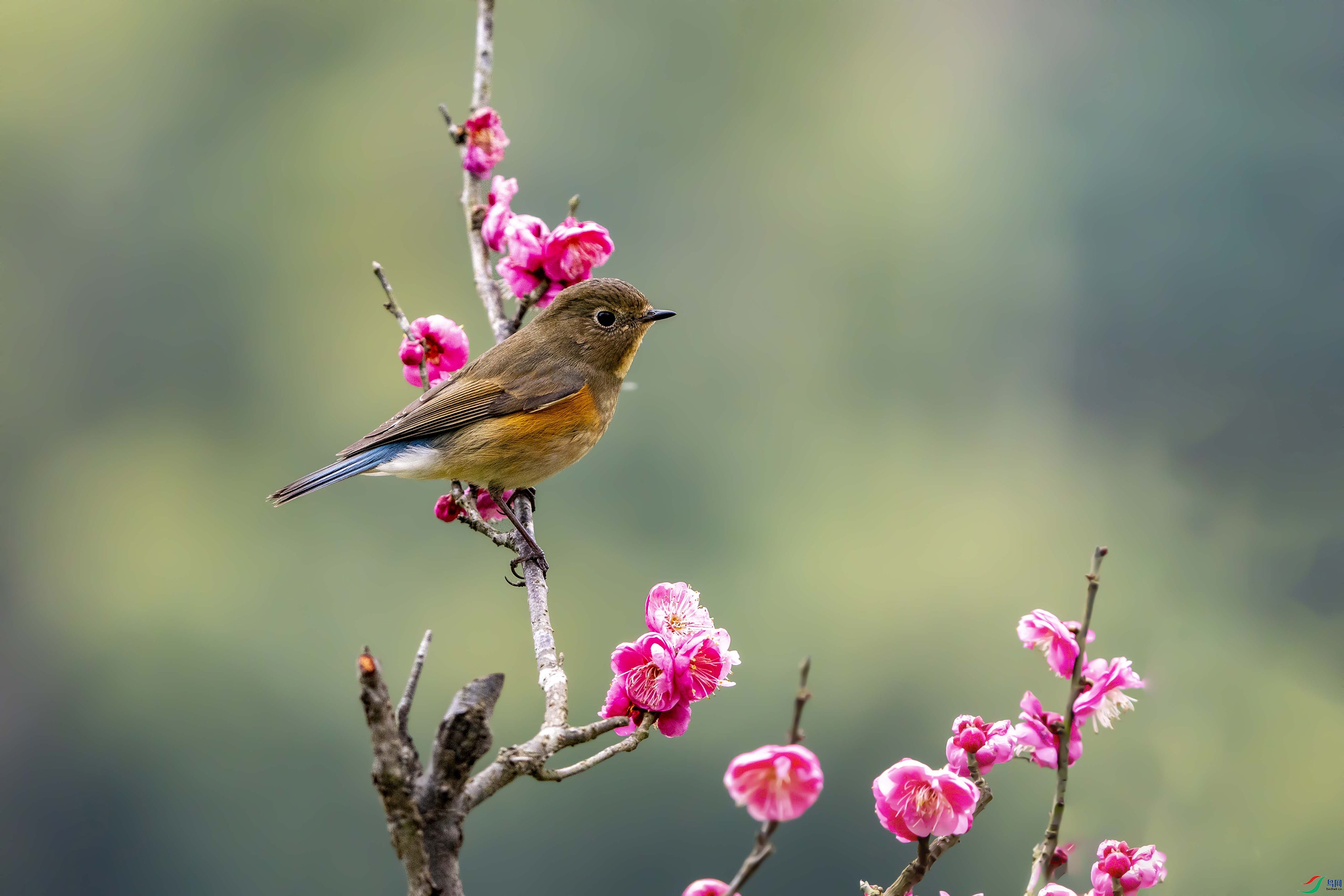 ZZX05782 ���� 2.jpg