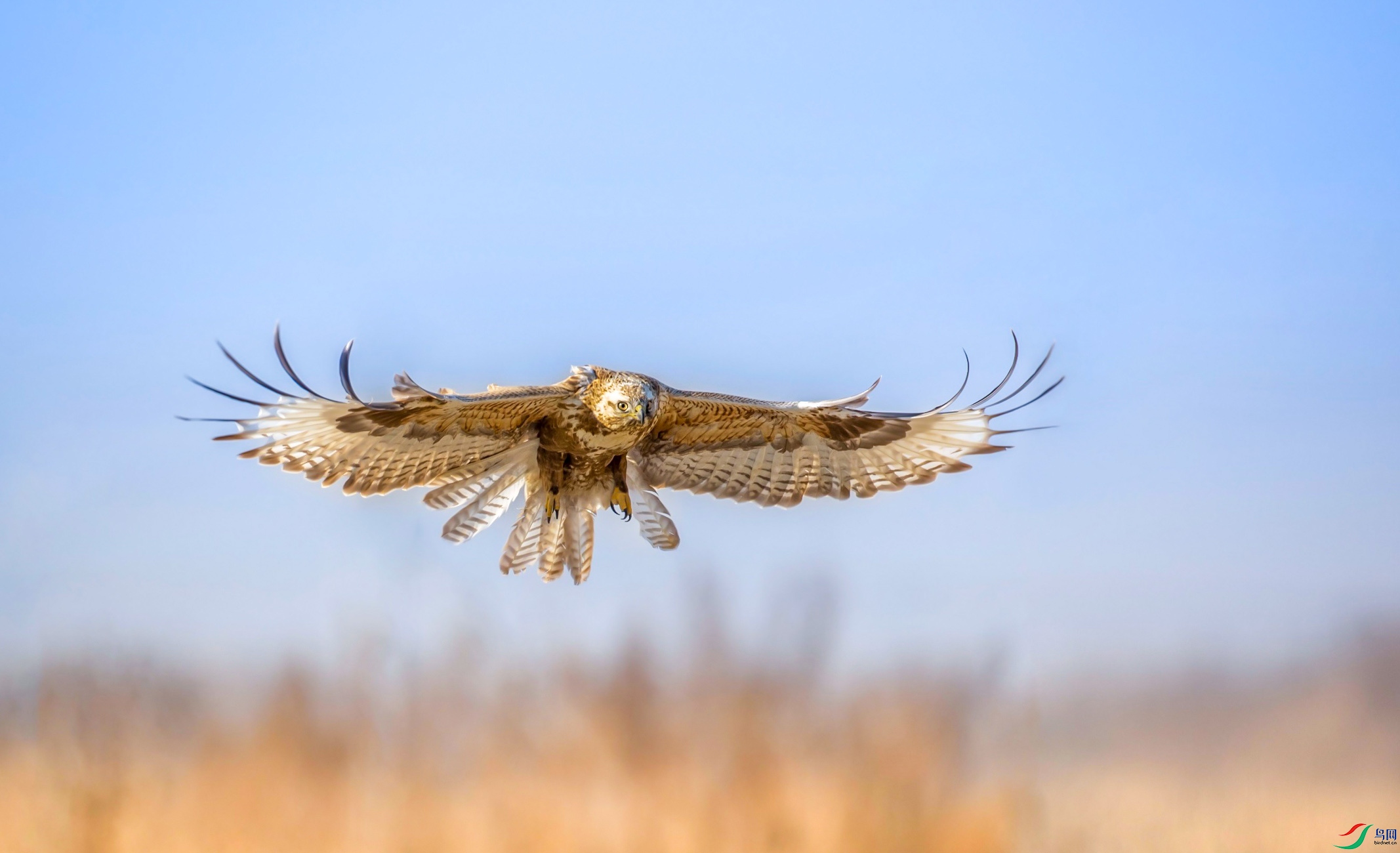 ������ް�