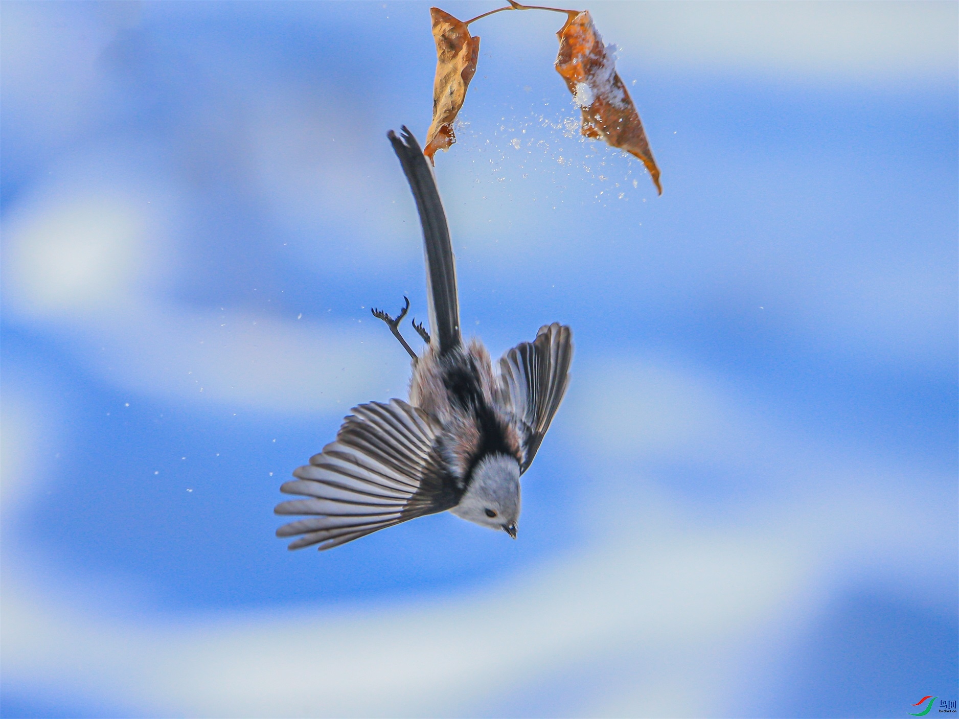 259 ����1.jpg