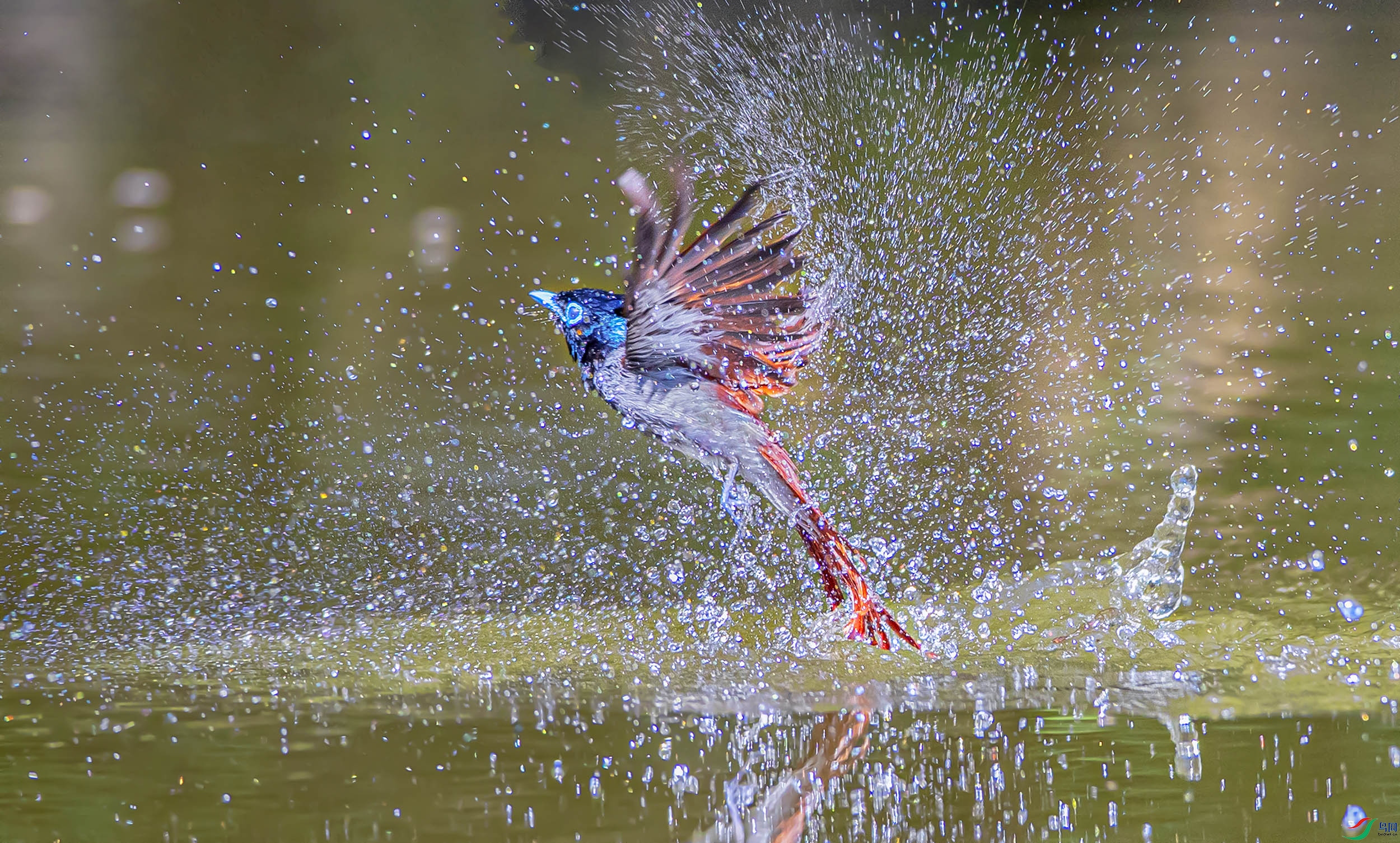 AS7I2803----11  .jpg