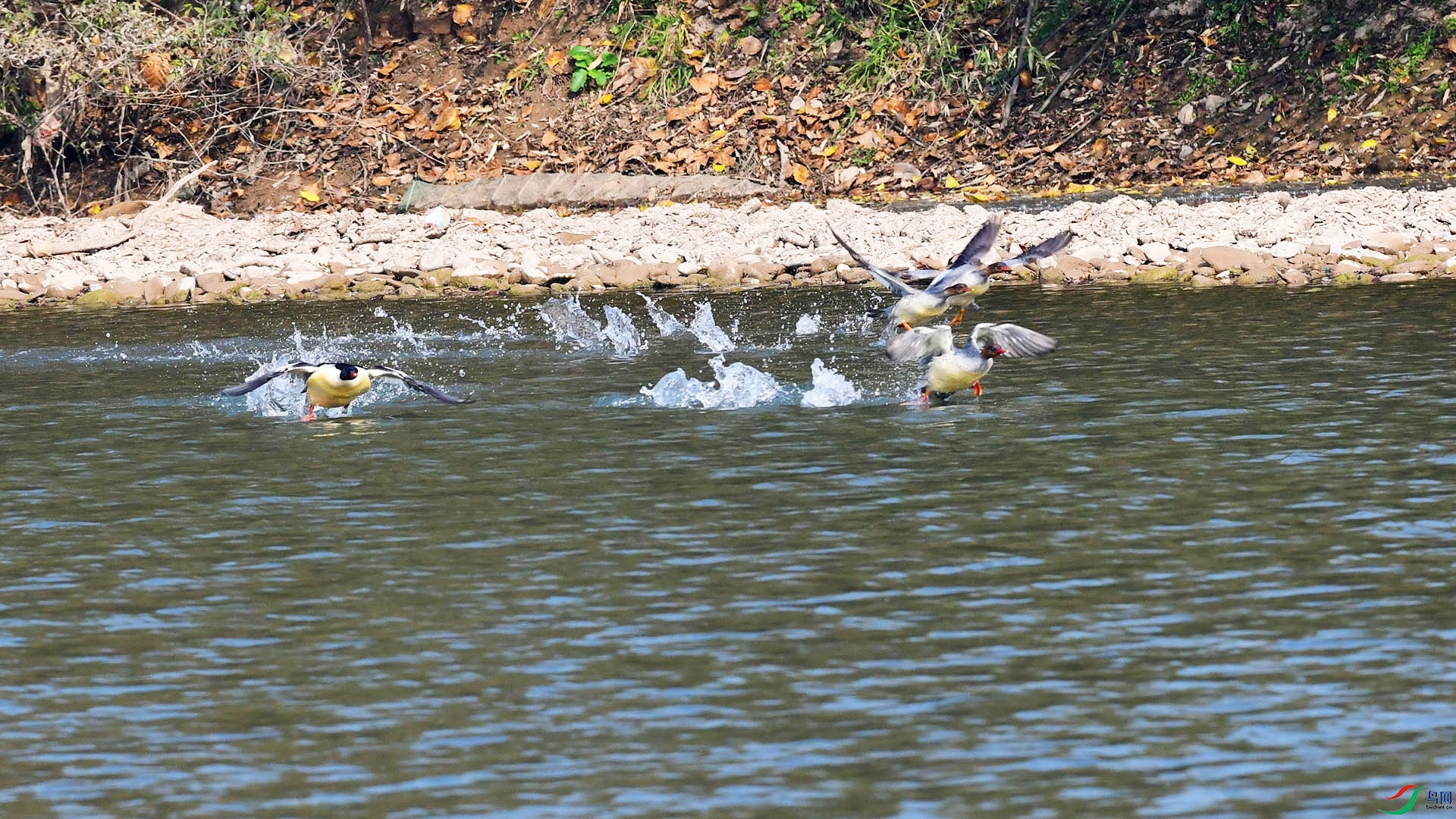DSC_1980yy.jpg