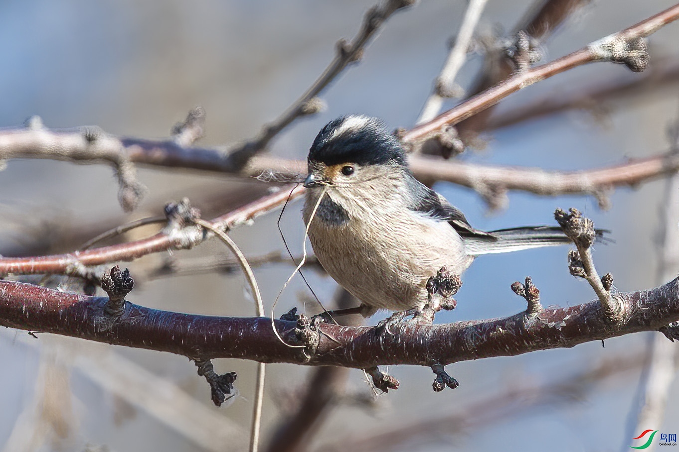 衔草的银喉长尾山雀