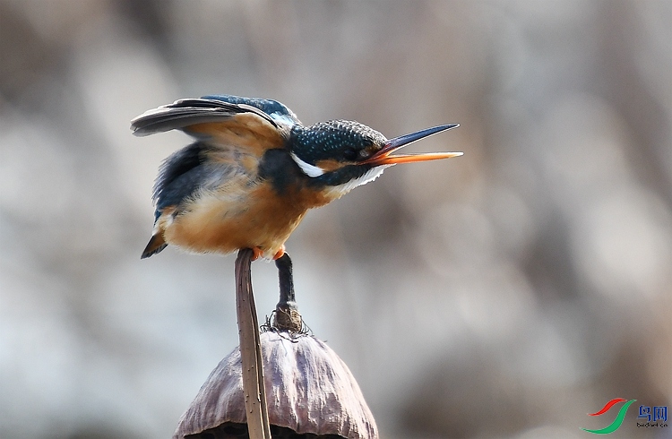 DSC_7313.JPG
